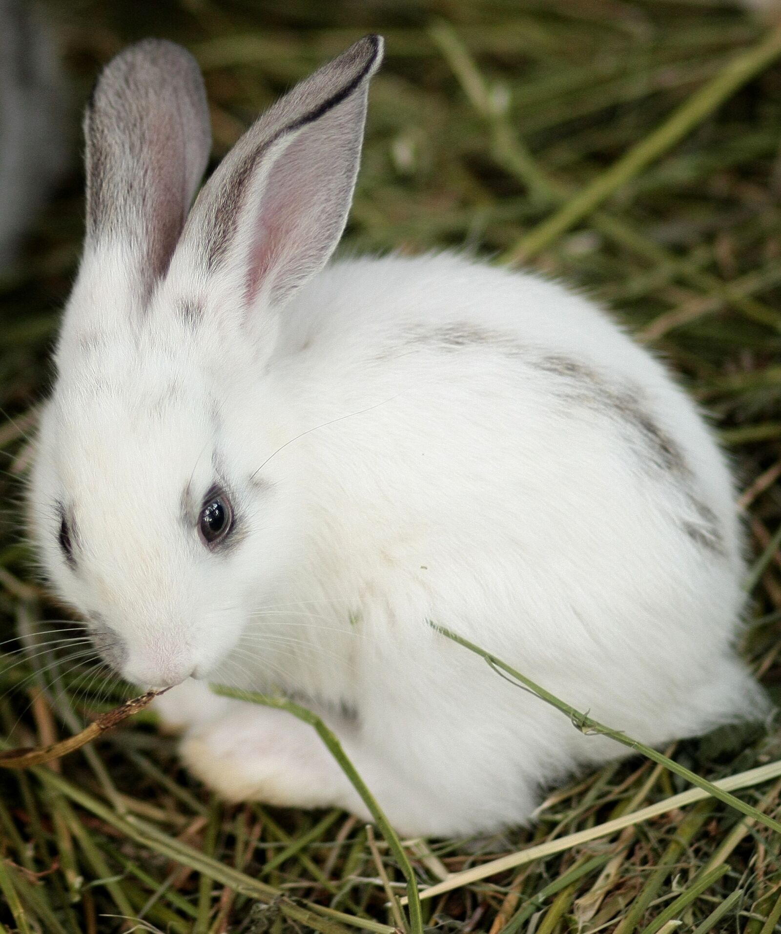 Canon EOS 450D (EOS Rebel XSi / EOS Kiss X2) sample photo. Rabbit, small, cute photography