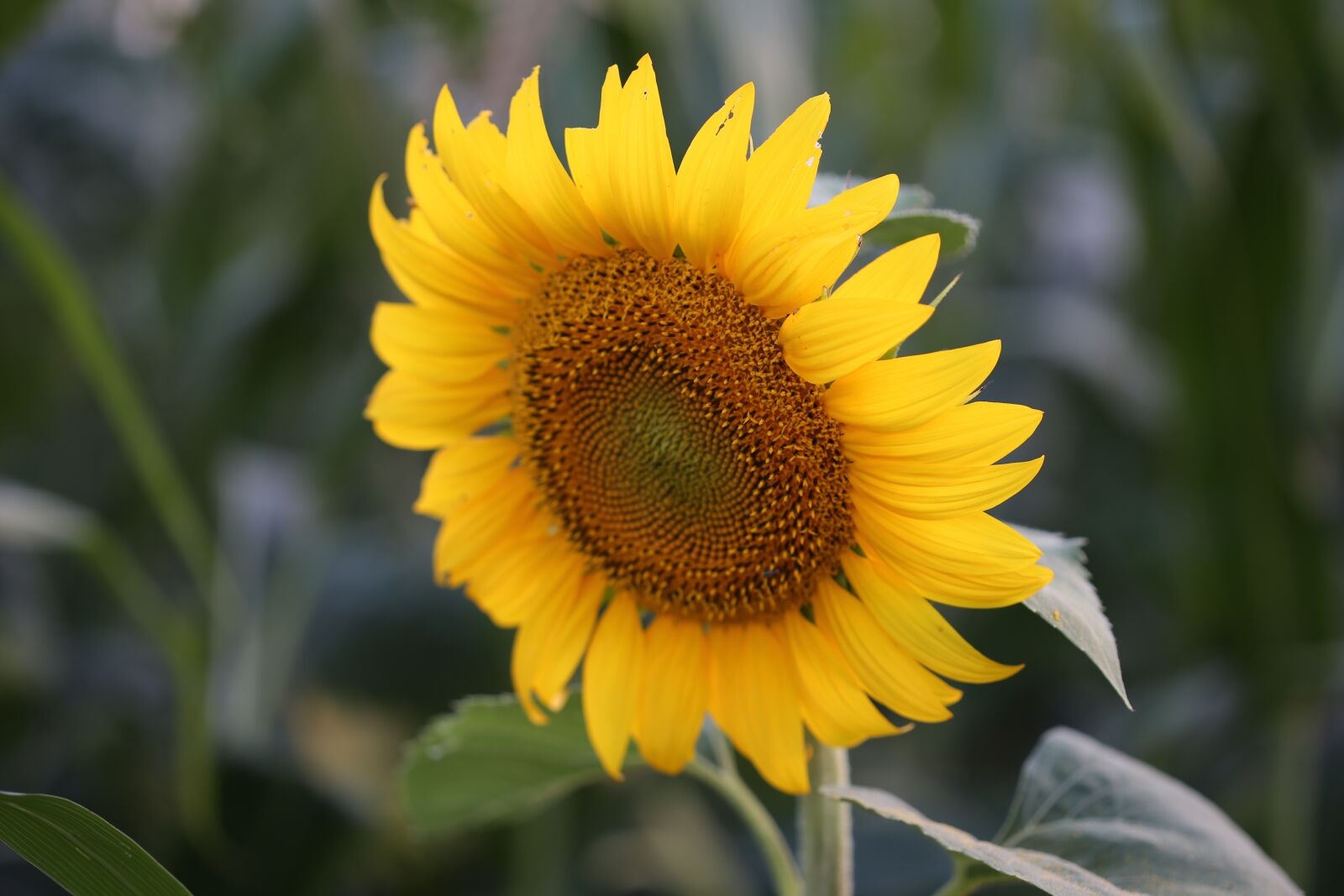 Canon EOS 6D + Canon EF 100mm F2.8 Macro USM sample photo. Sunflower, evening, field photography
