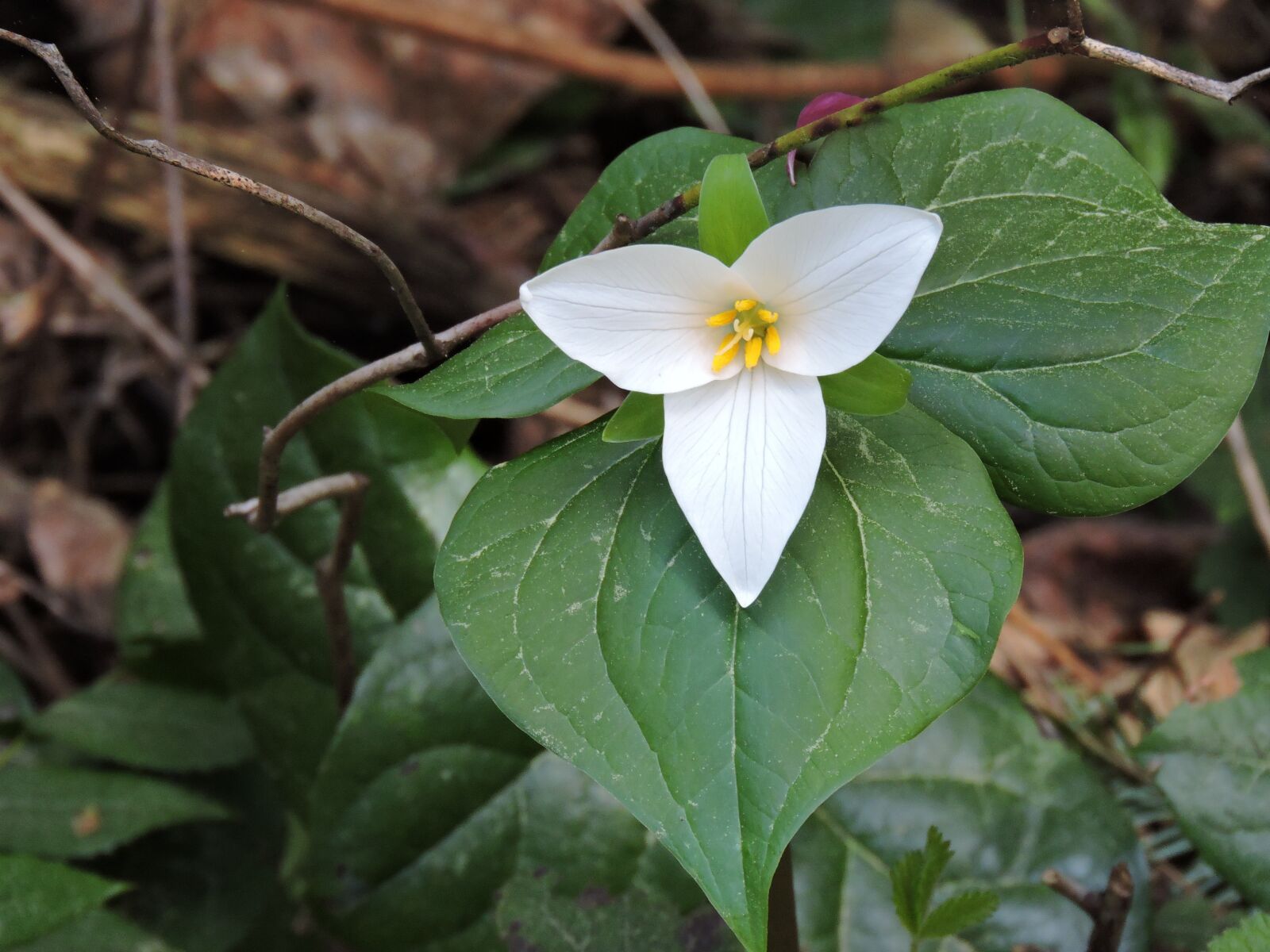 Nikon Coolpix P600 sample photo. Western trillium, trillium, native photography