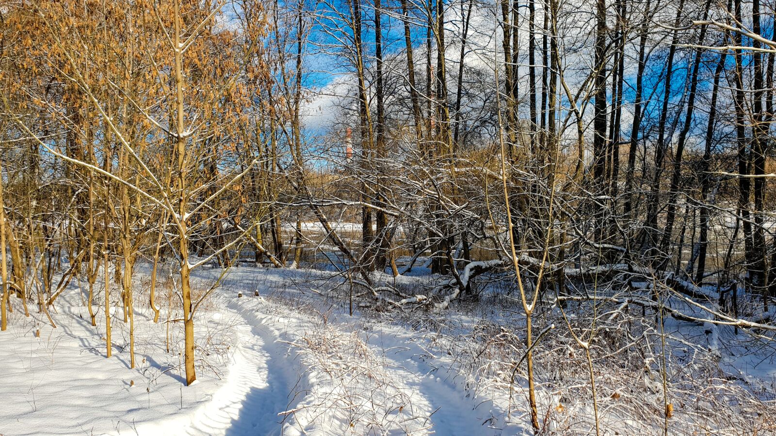 Samsung Galaxy S9 Rear Camera sample photo. Winter, forest, snow photography