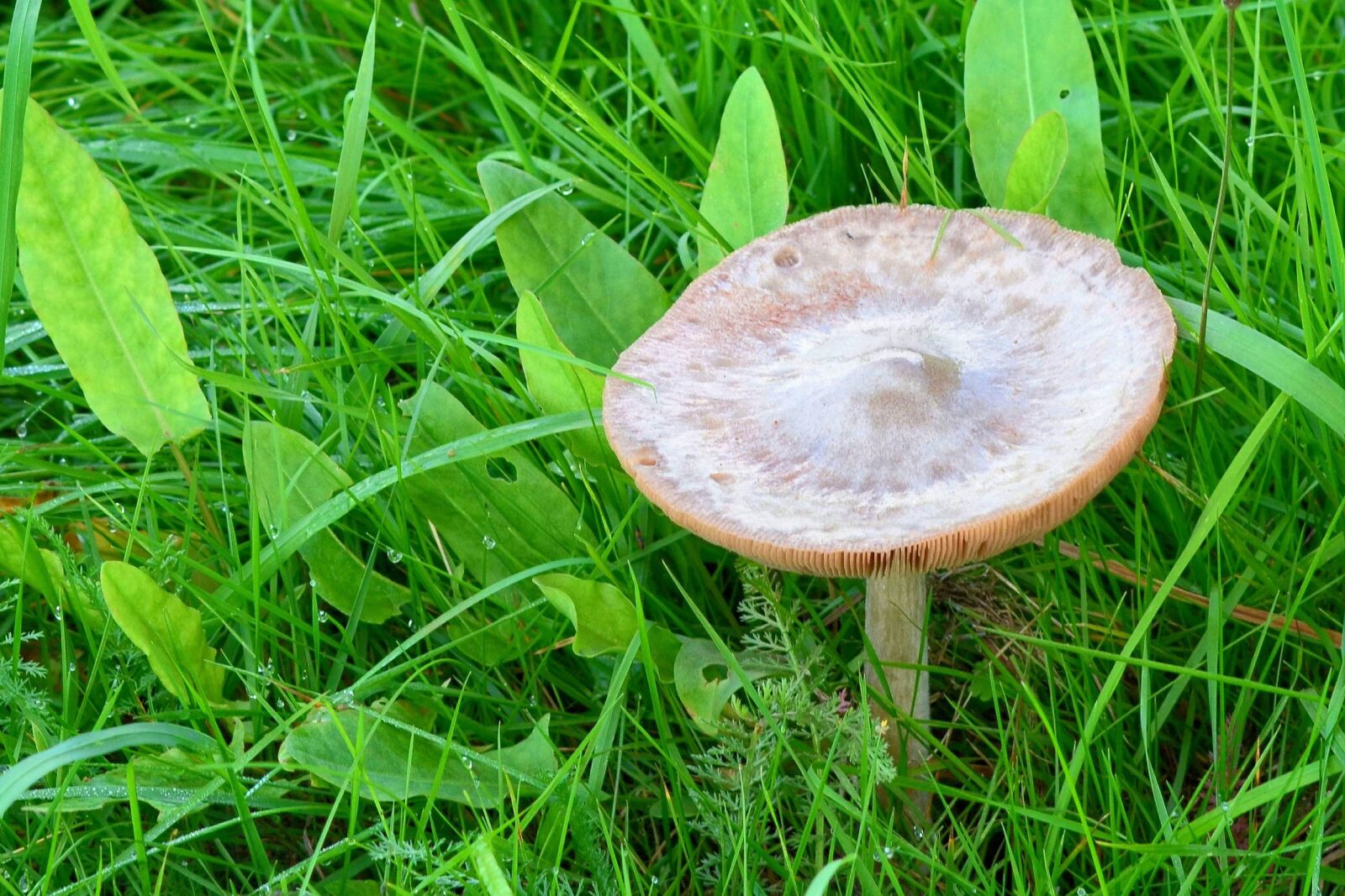 Nikon D5100 sample photo. Mushroom, meadow, autumn photography