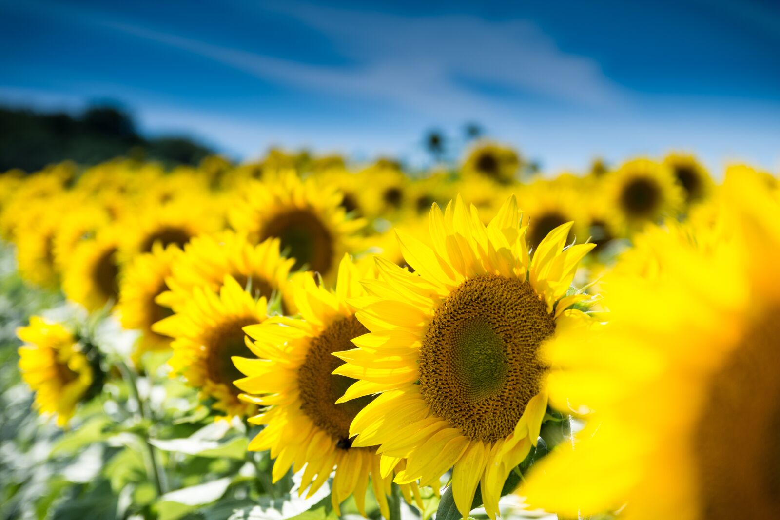 Nikon D7200 sample photo. Sunflower, nature, summer photography