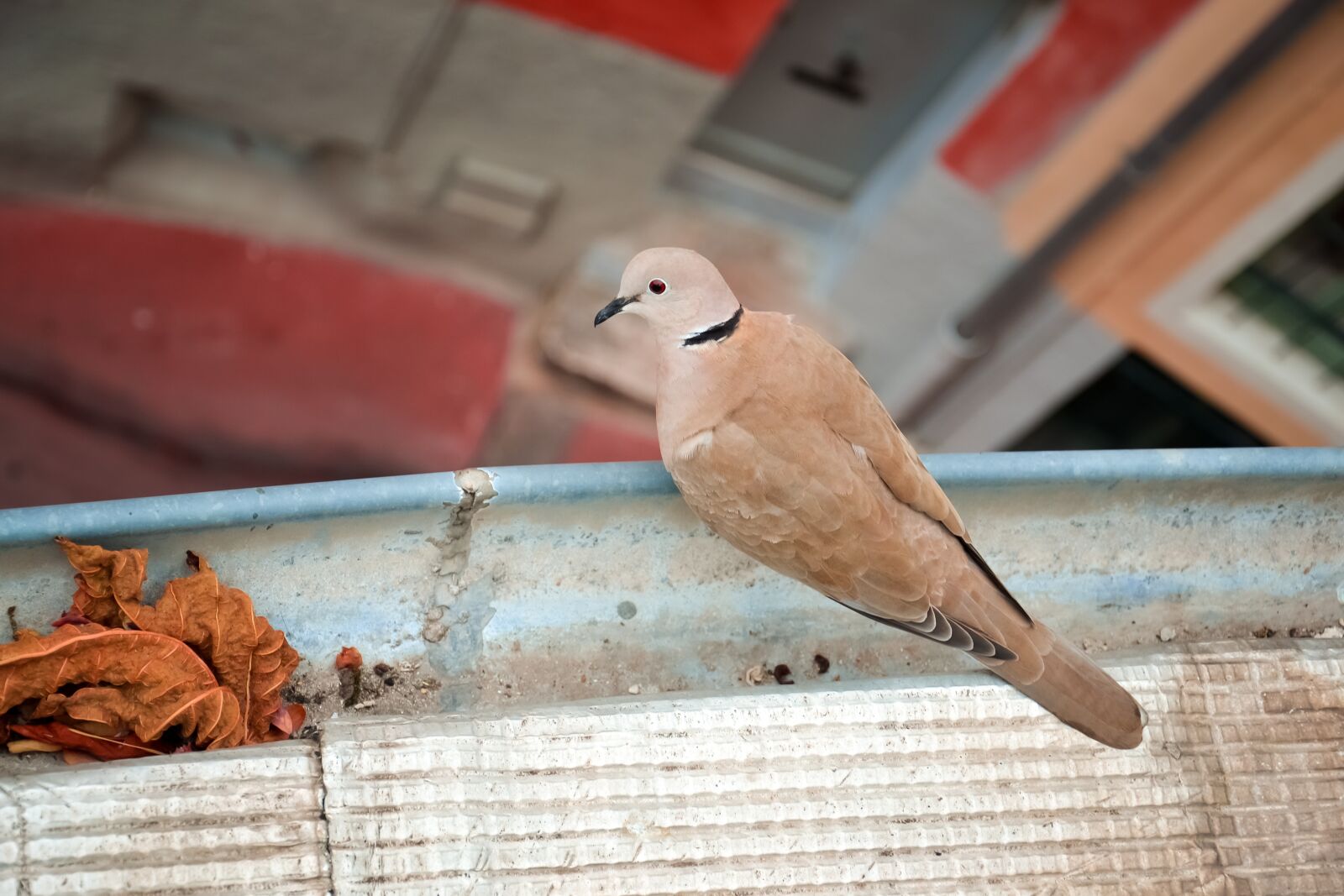 Nikon D3100 sample photo. Bird, dove, freedom photography
