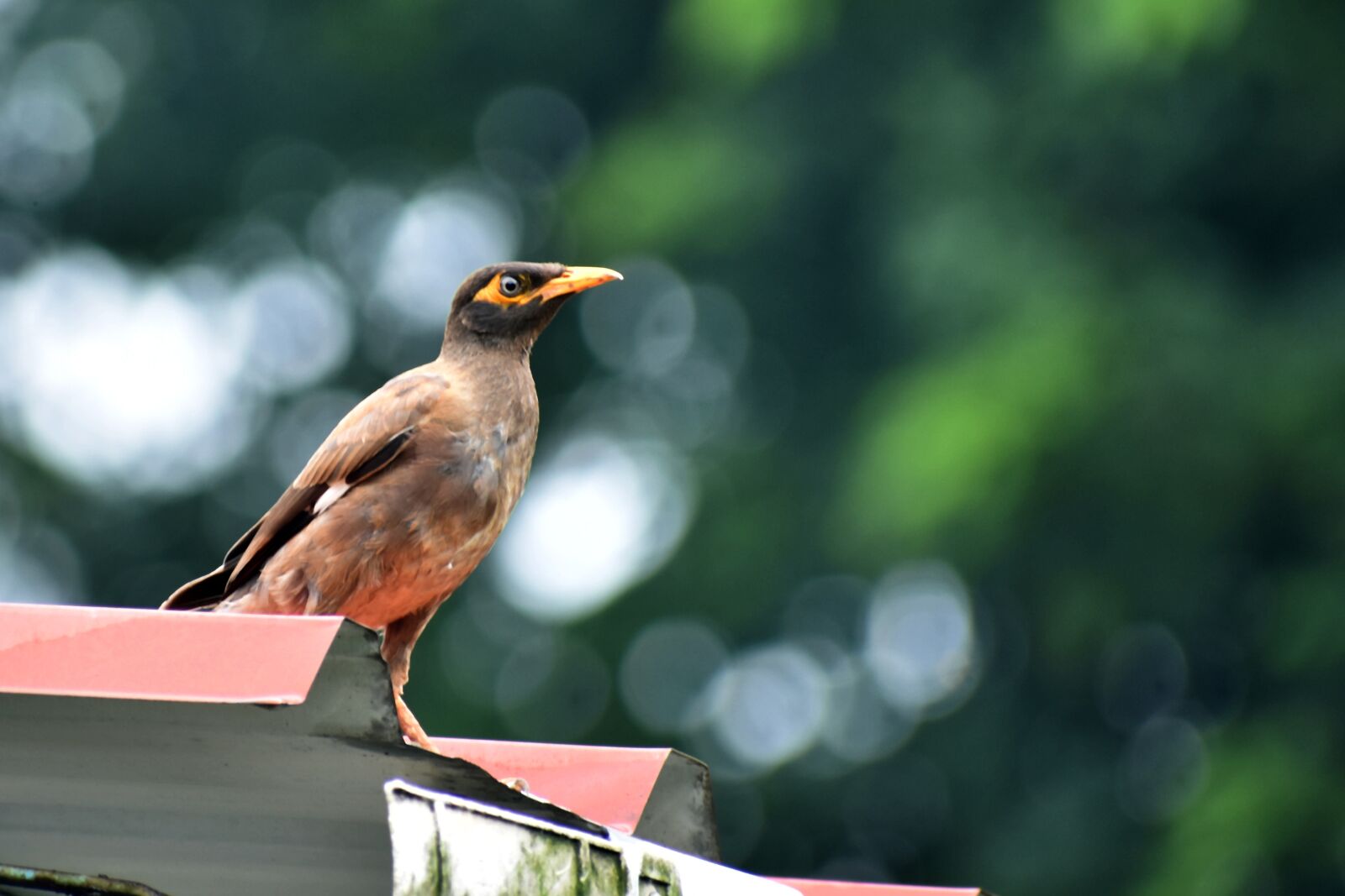 Nikon D3400 sample photo. Bird, myna, nature photography