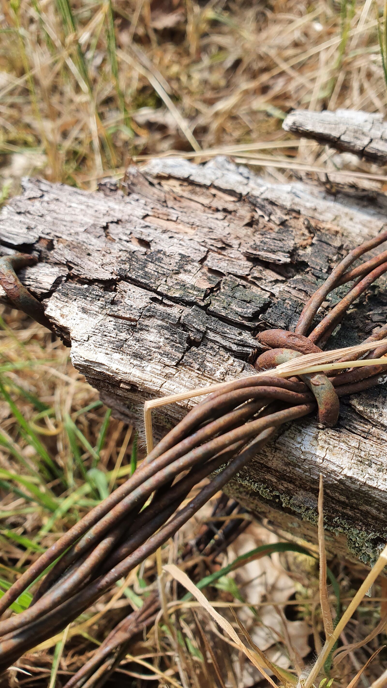 Samsung Galaxy S10e sample photo. Rust, wire, nature photography