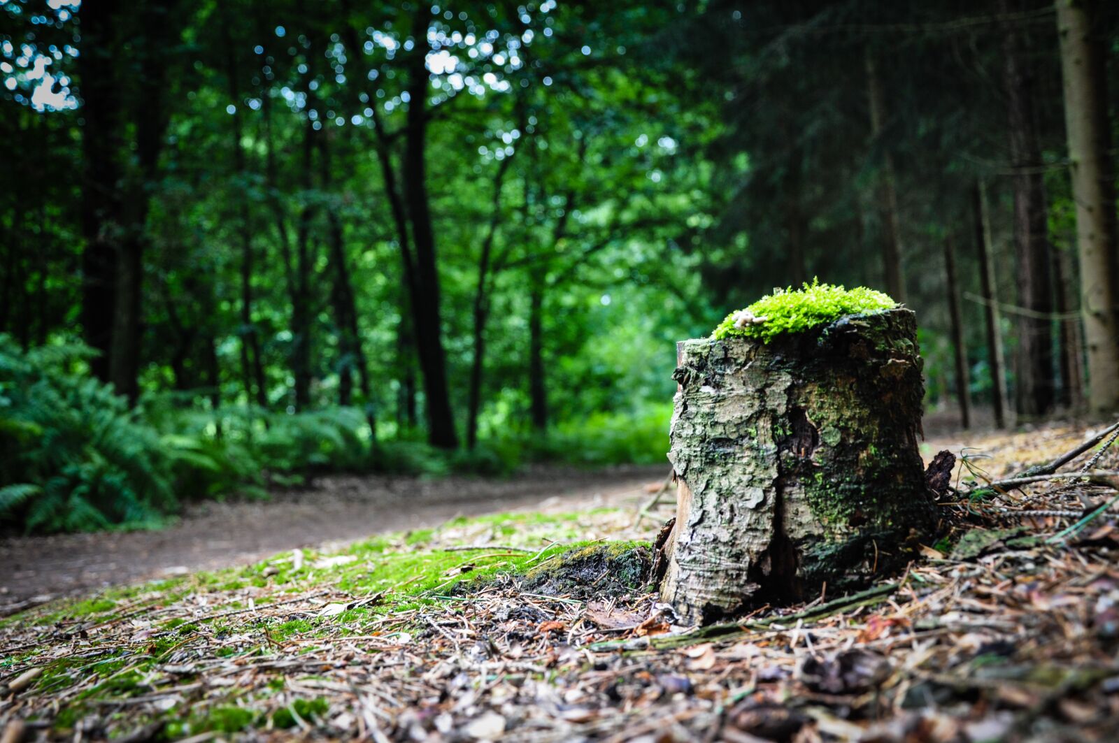 Nikon D90 sample photo. Tree trunk, trunk, moss photography