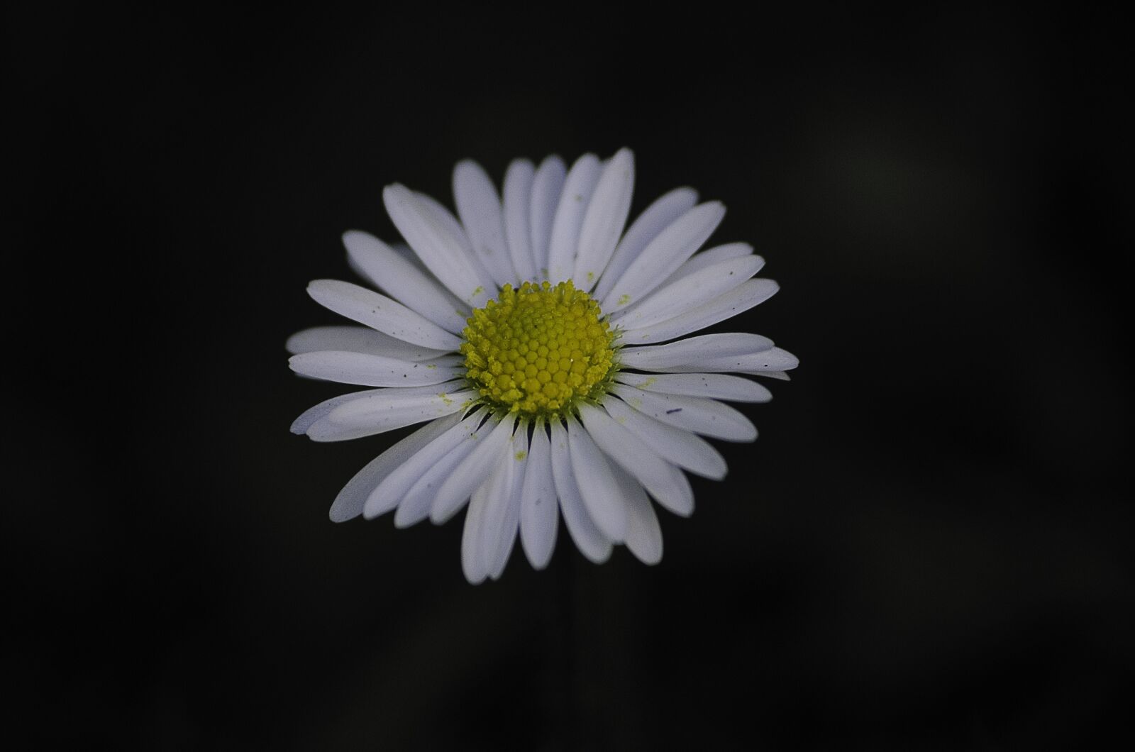 Nikon D7000 sample photo. Flower, daisy, spring photography