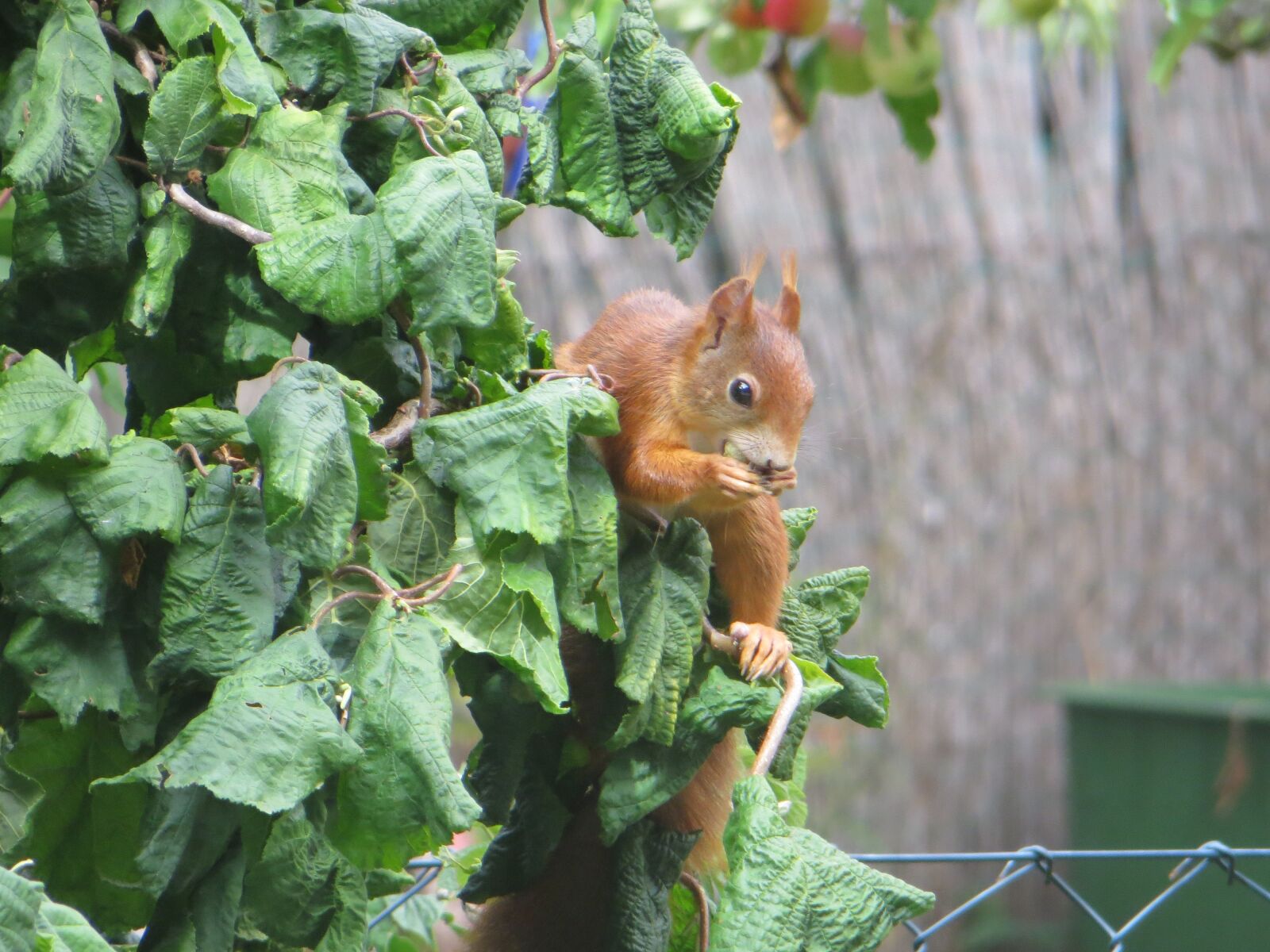 Canon PowerShot SX260 HS sample photo. Squirrel, animal, rodent photography