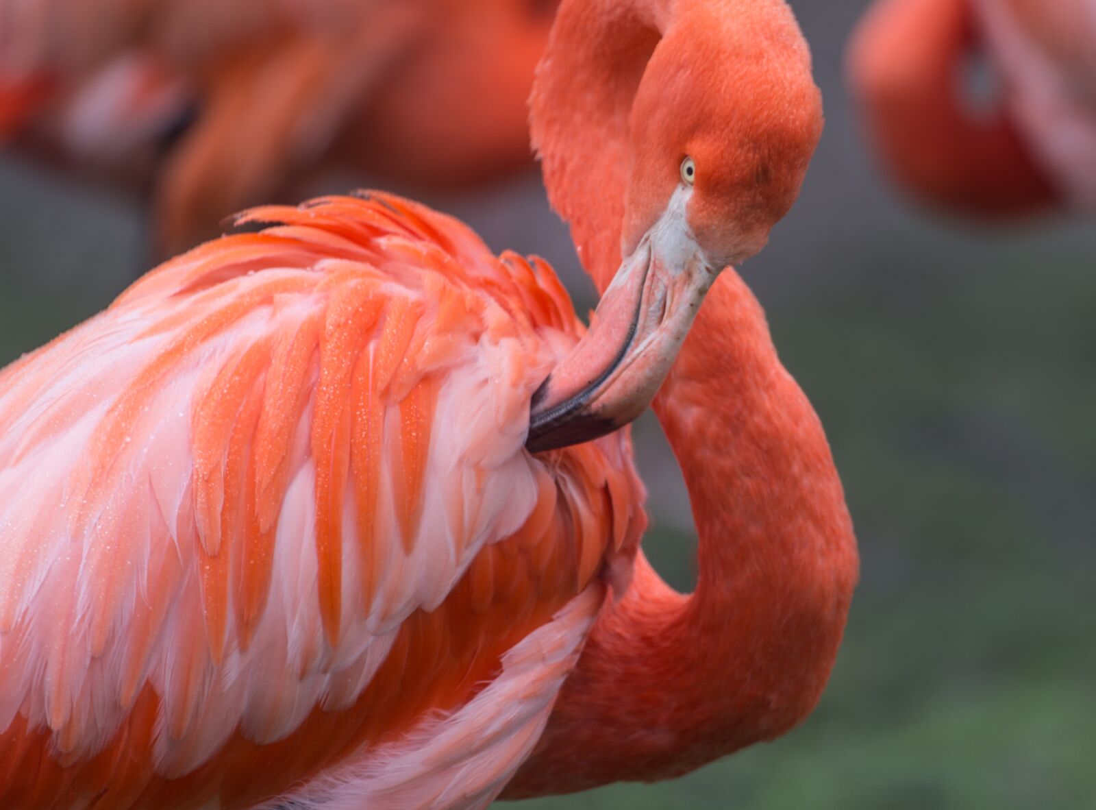 Canon EF 100-400mm F4.5-5.6L IS USM sample photo. Flamingo, orange, wild photography