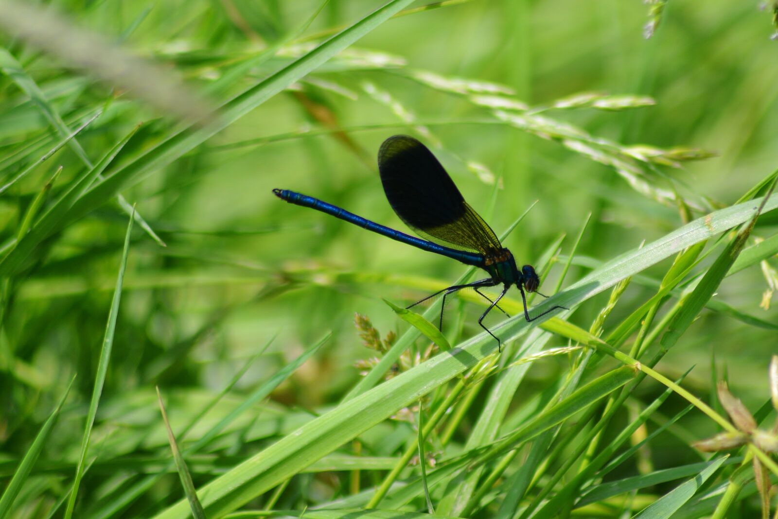Nikon D5200 sample photo. Nature, dragonfly, close up photography