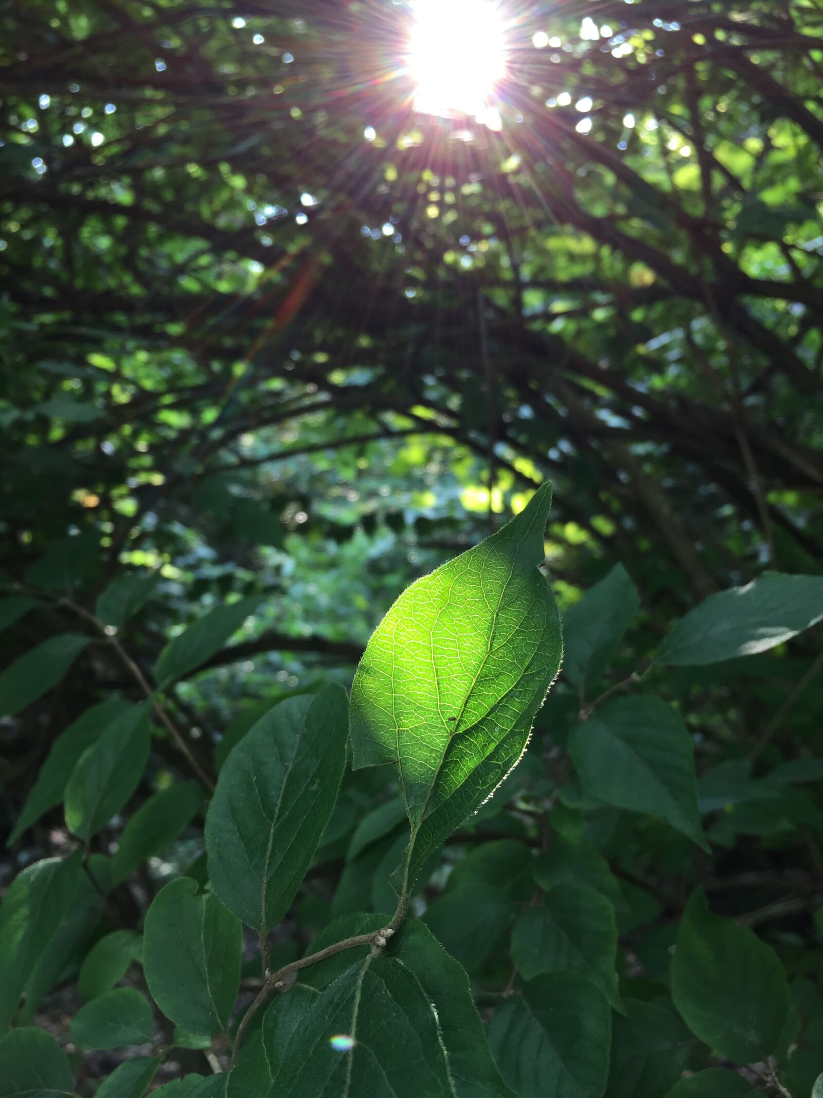 iPhone 6 back camera 4.15mm f/2.2 sample photo. Sun, leaf, forest photography