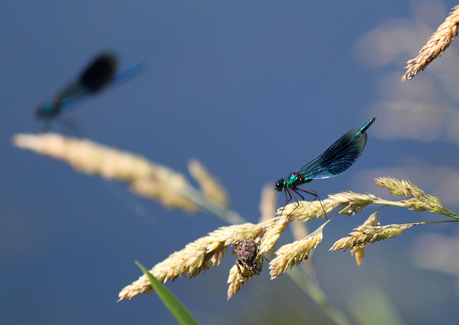 Canon EOS 500D (EOS Rebel T1i / EOS Kiss X3) sample photo. Damselfly, insect, macro photography