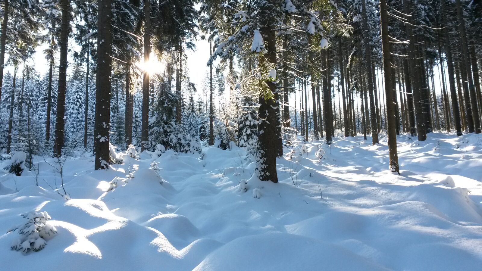 Samsung Galaxy S4 Mini sample photo. Forest, snow, winter photography
