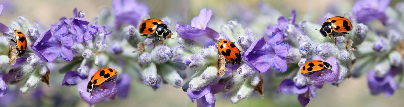 Olympus TG-5 sample photo. Ladybugs, insects, beetles photography