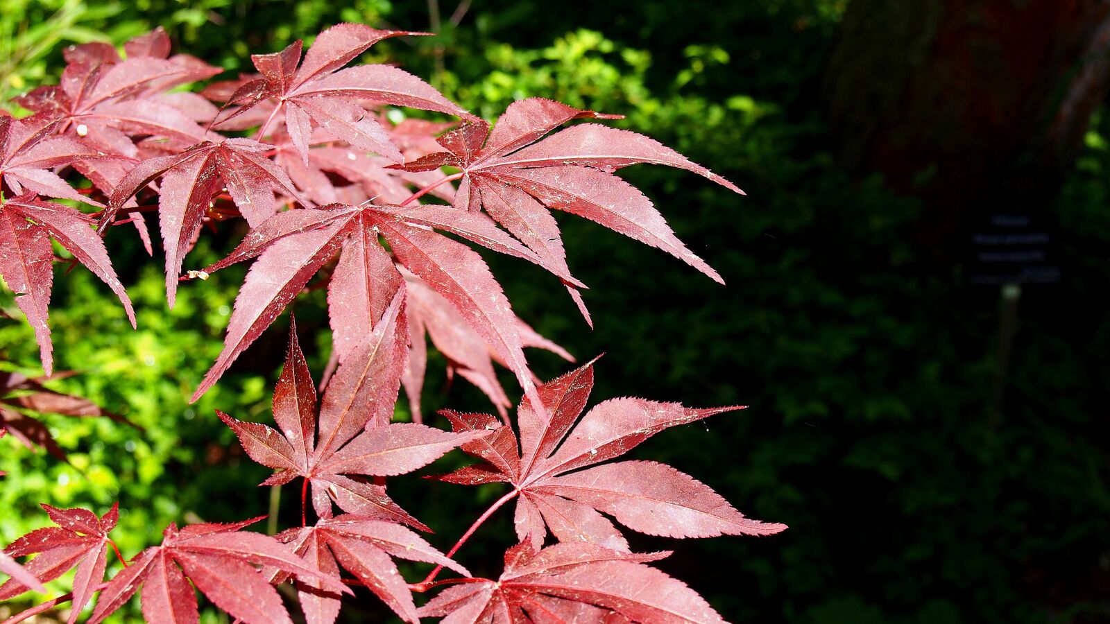 Olympus PEN E-PL6 sample photo. Clone palm, foliage, red photography