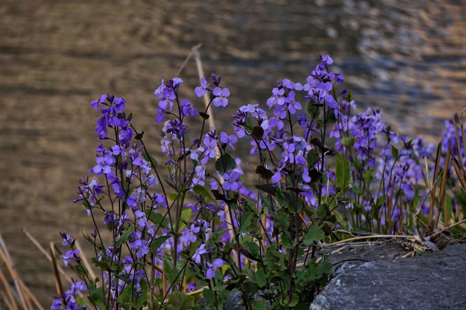 Sony Alpha a5000 (ILCE 5000) + Sony E 55-210mm F4.5-6.3 OSS sample photo. Under bush flower, young photography