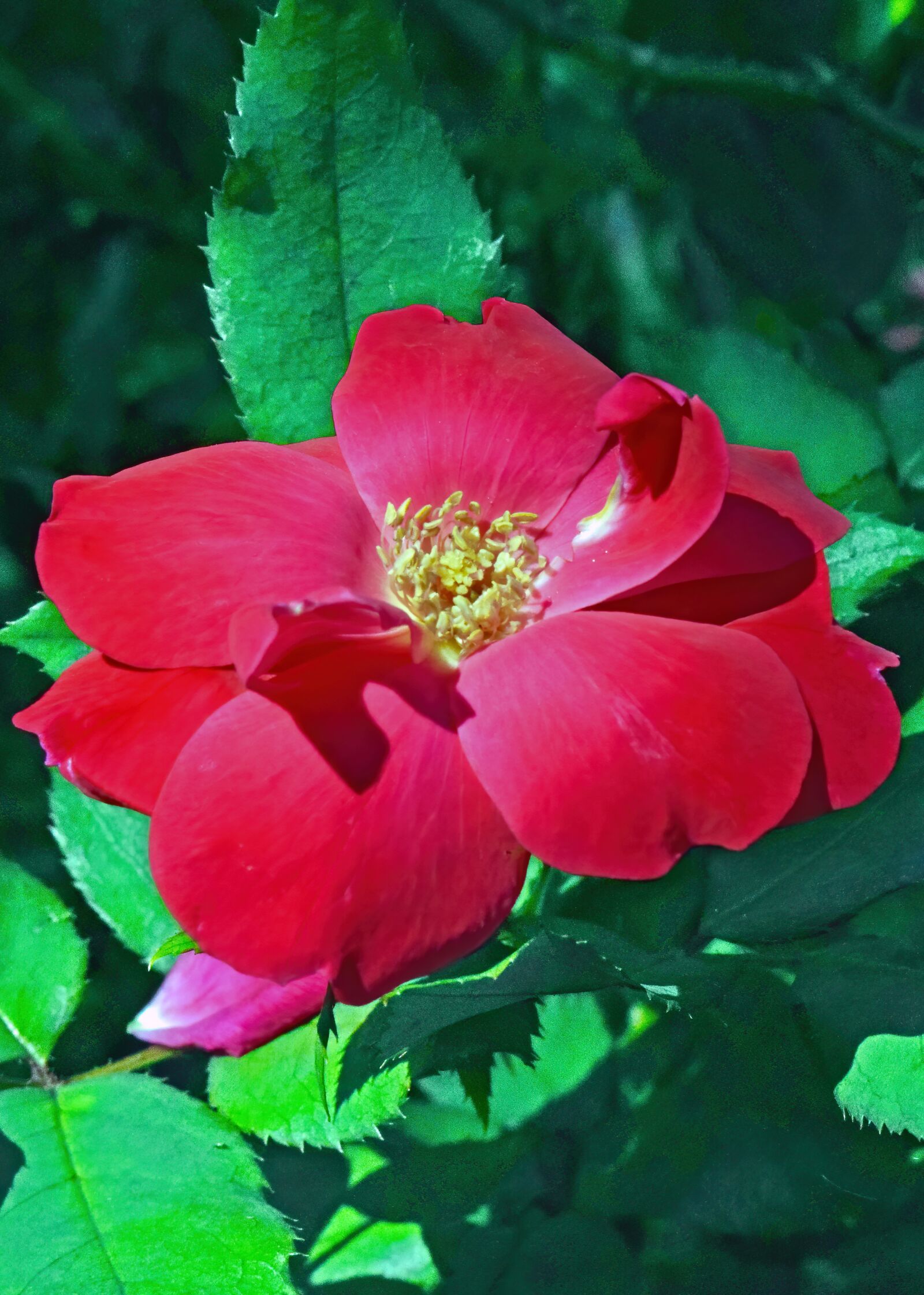 Nikon D3300 sample photo. Red, flower, blossom photography