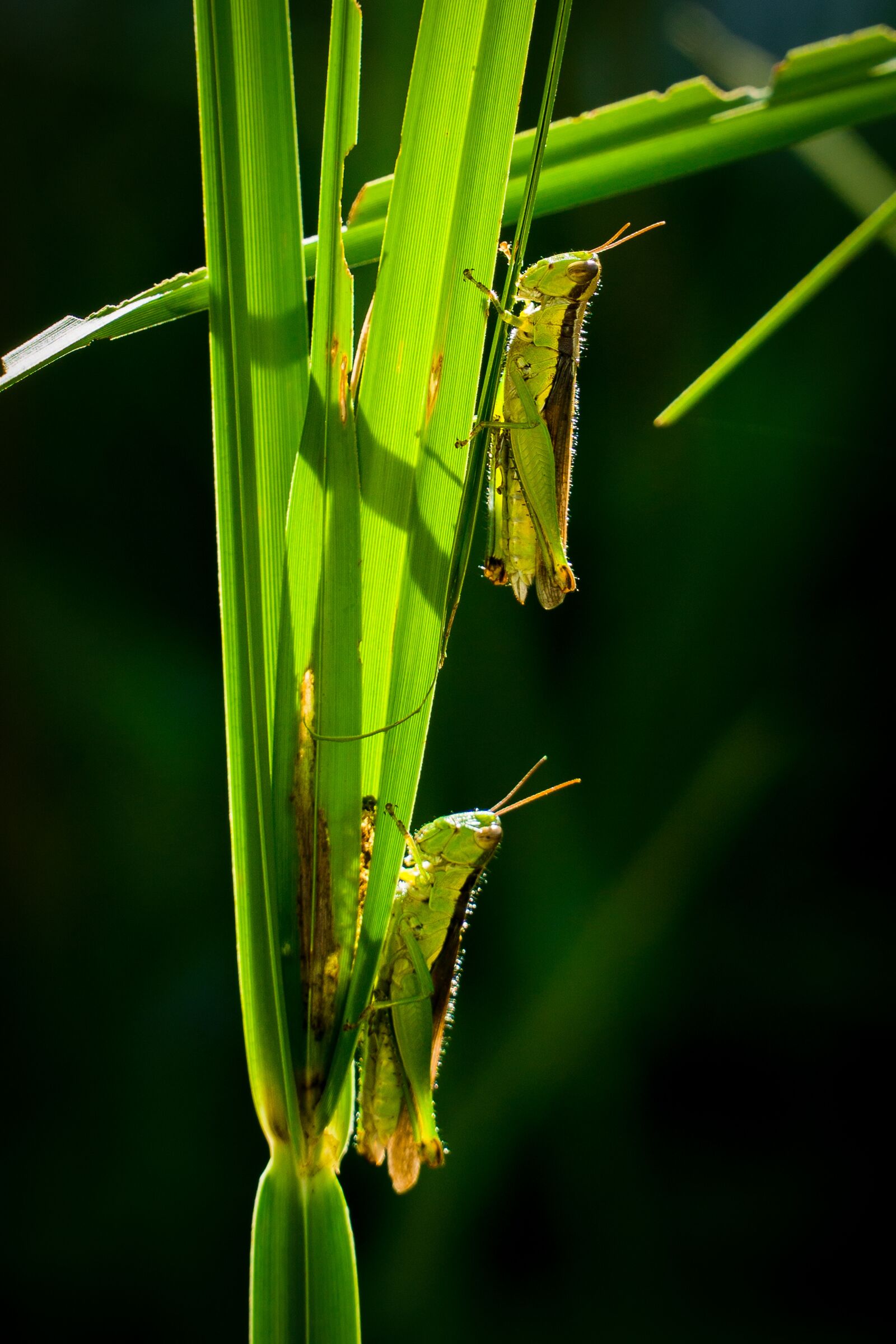 Sony a6000 + Sony E PZ 18-105mm F4 G OSS sample photo. Insect, nature, leaf photography
