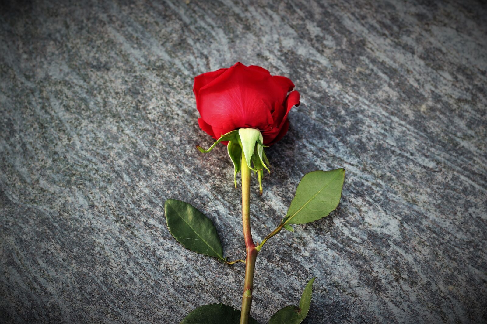 Canon EOS 550D (EOS Rebel T2i / EOS Kiss X4) sample photo. Red rose, love symbol photography