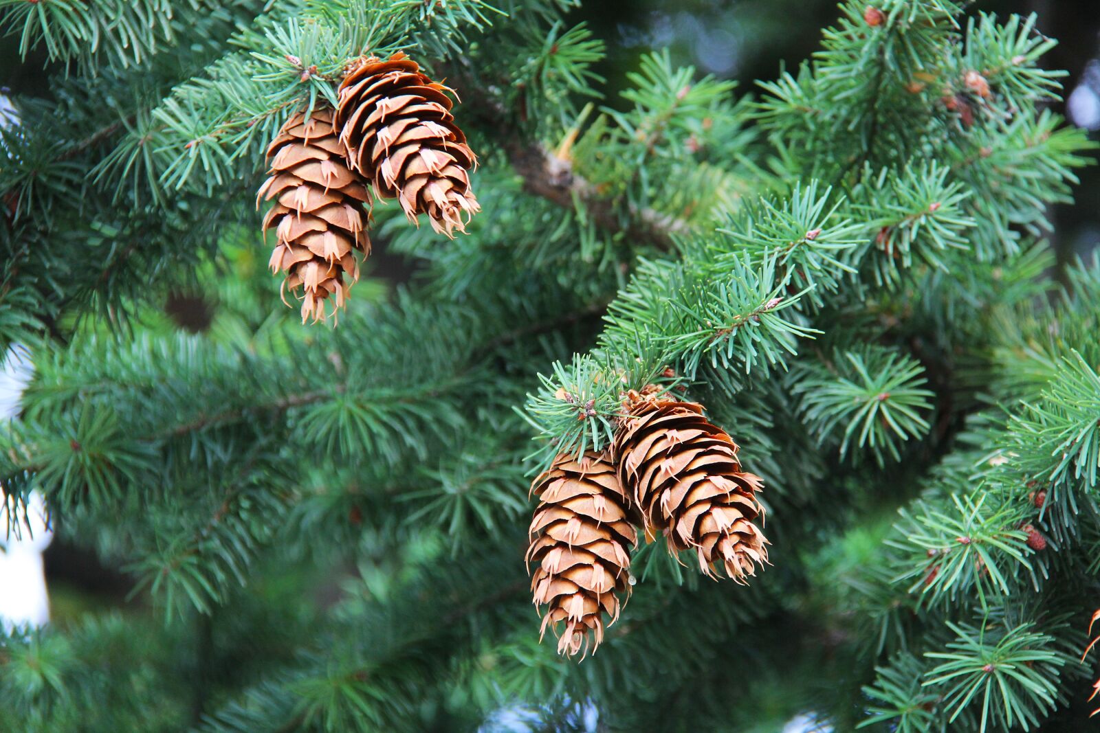 Canon EF-S 18-200mm F3.5-5.6 IS sample photo. Pinecone, cones, tree photography