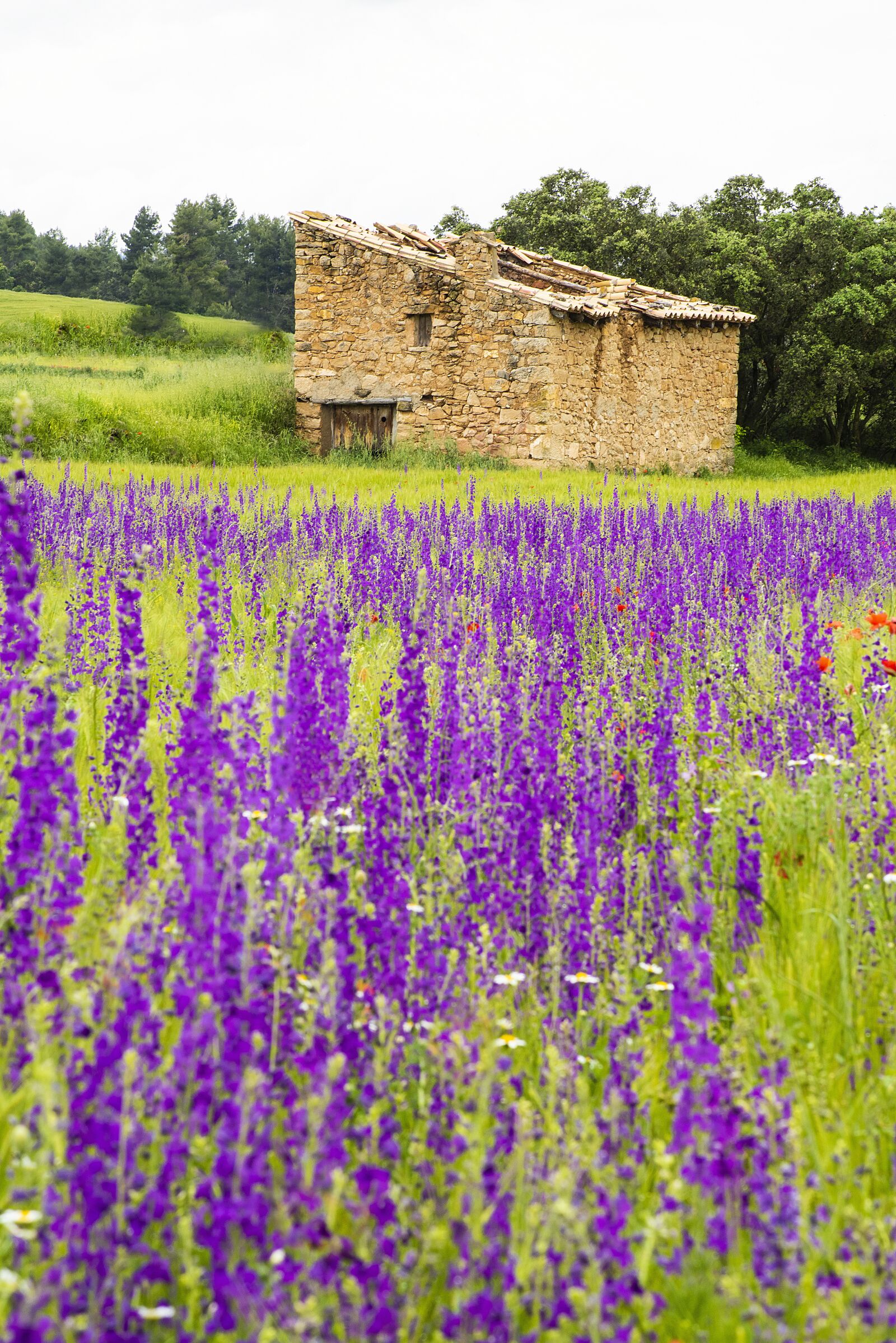 Nikon D810 sample photo. Field, flowers, violet photography