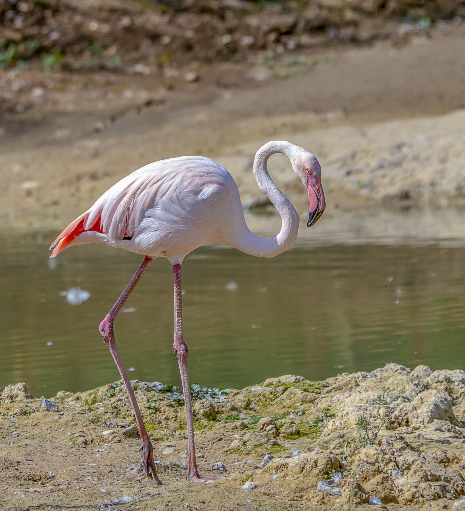 Sigma 100-400mm F5-6.3 DG OS HSM sample photo. Flamingo, bird, pink photography
