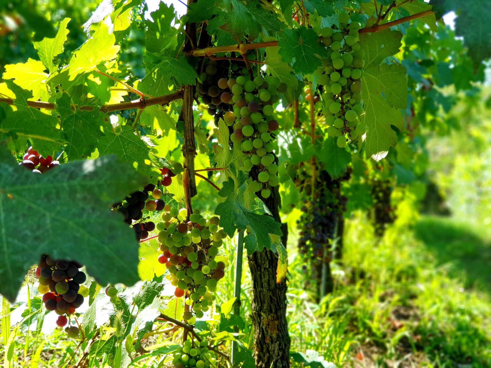 Samsung Galaxy S9+ sample photo. Grapes, screw, summer photography