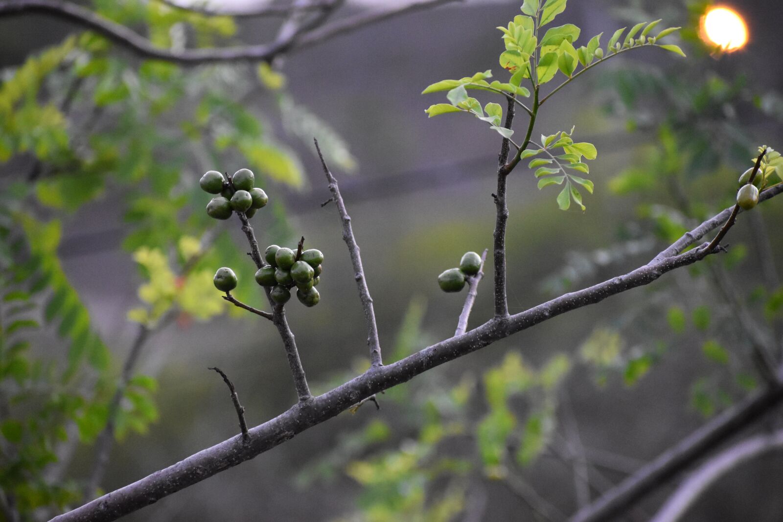 Nikon D5600 sample photo. Fruit, tree, nature photography