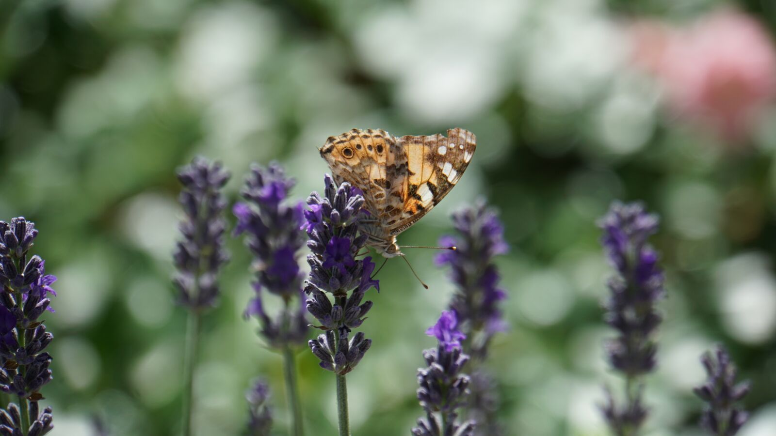Sony E 18-200mm F3.5-6.3 OSS LE sample photo. Butterfly, insect, probe photography