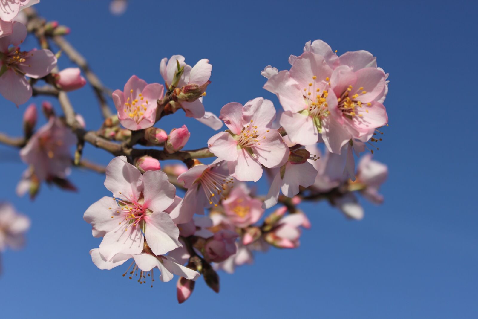 Canon EOS 500D (EOS Rebel T1i / EOS Kiss X3) sample photo. Spring, flower, spring flowers photography