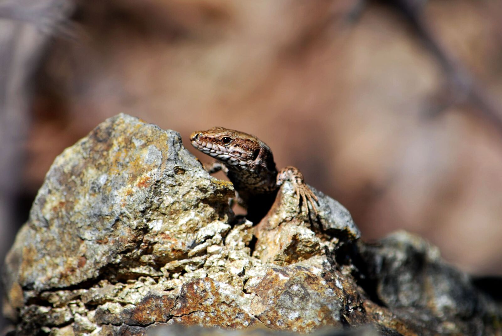 Nikon D60 sample photo. Nature, reptile, wildlife photography