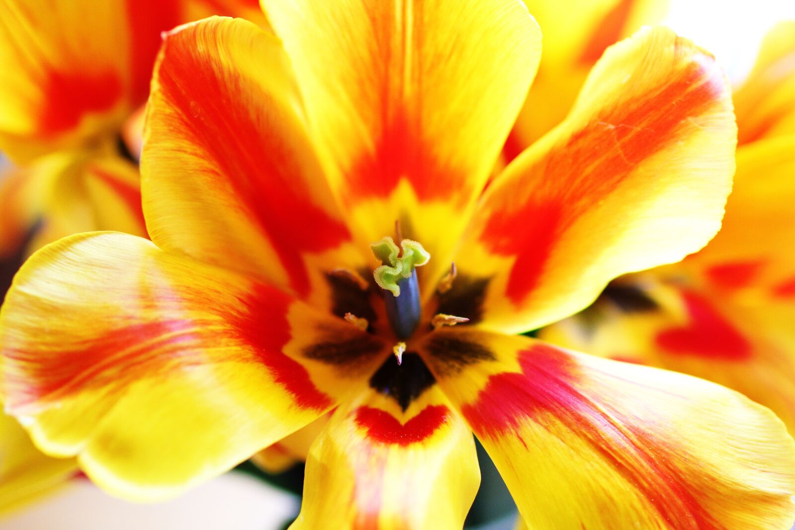 Canon EOS 60D sample photo. Flowers, spring, colors photography