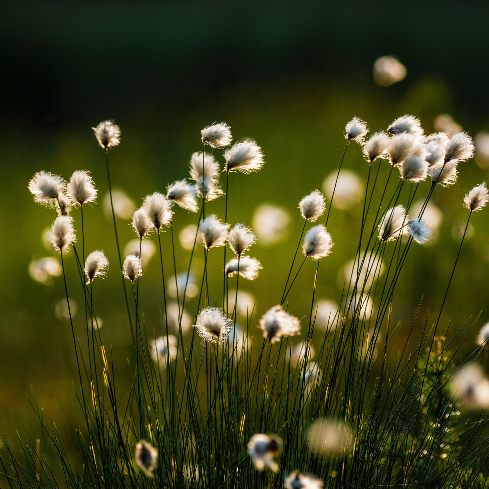 OLYMPUS M.300mm F4.0 sample photo. Cotton grass, flower, plant photography