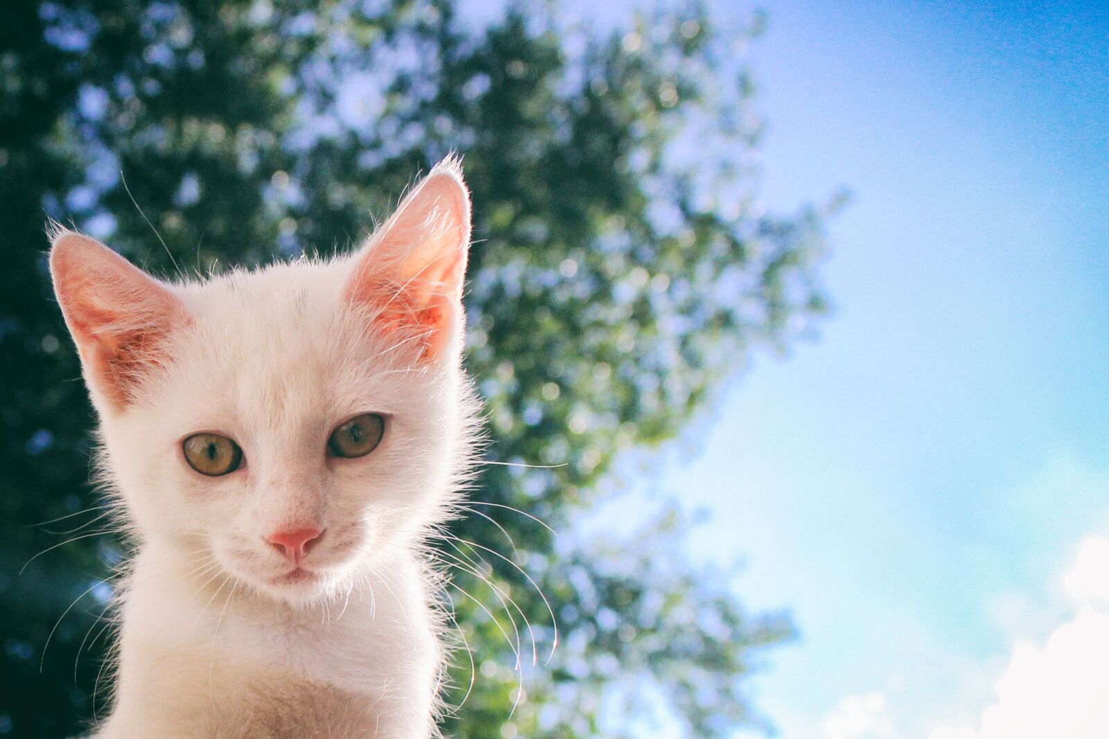 Canon EOS 600D (Rebel EOS T3i / EOS Kiss X5) sample photo. Cat, white, kitten photography