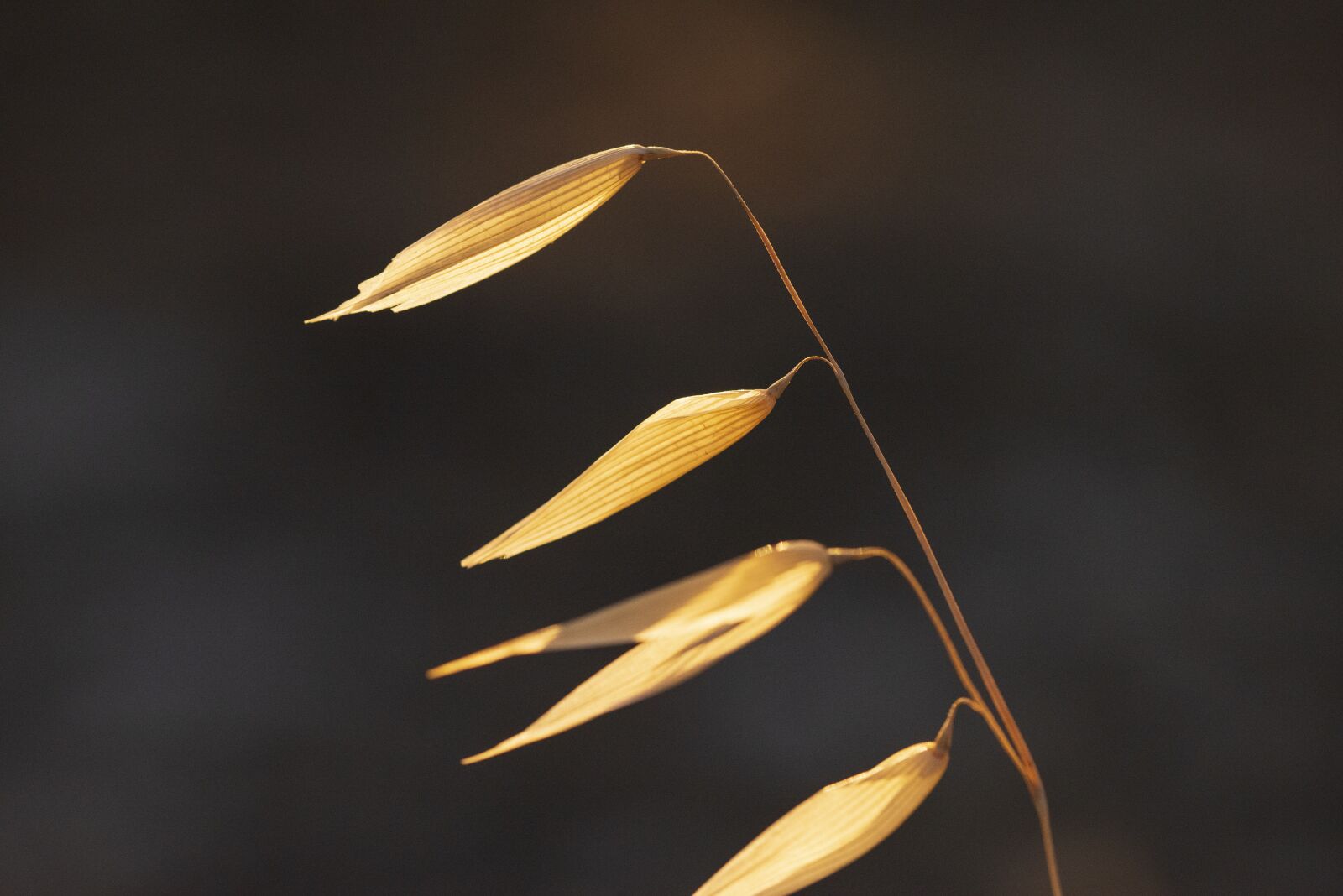 Nikon D600 sample photo. Leaves, nature, plant photography