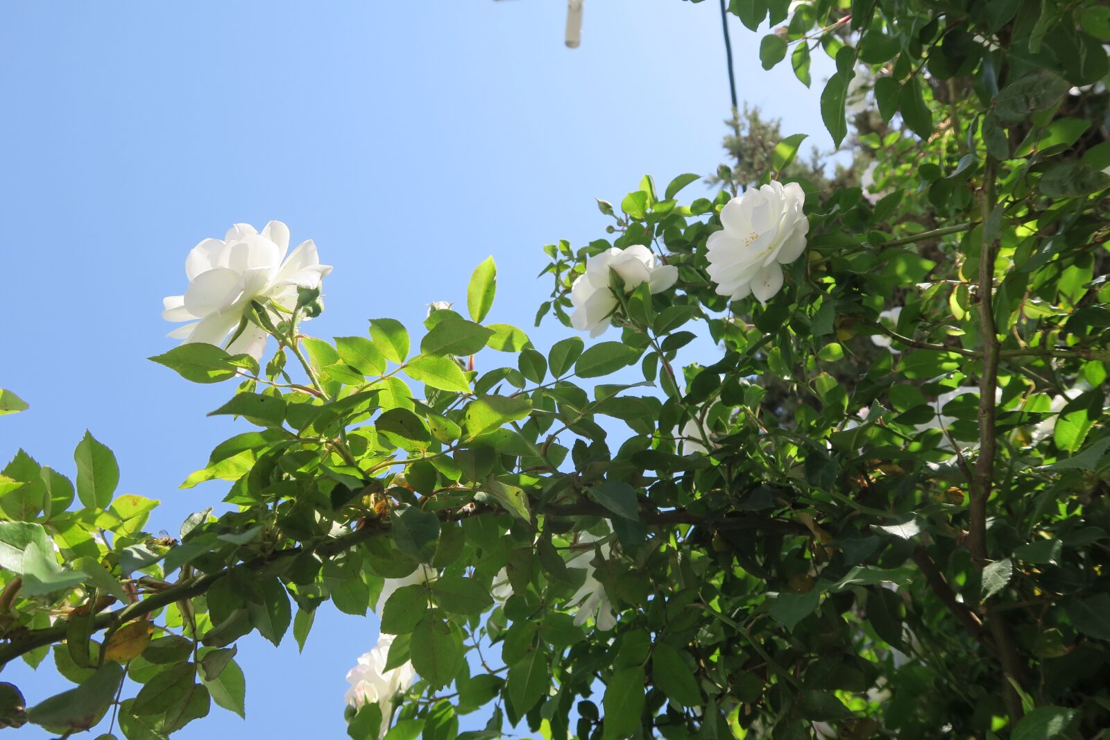 Canon PowerShot G7 X sample photo. Plant, flower, leaves photography