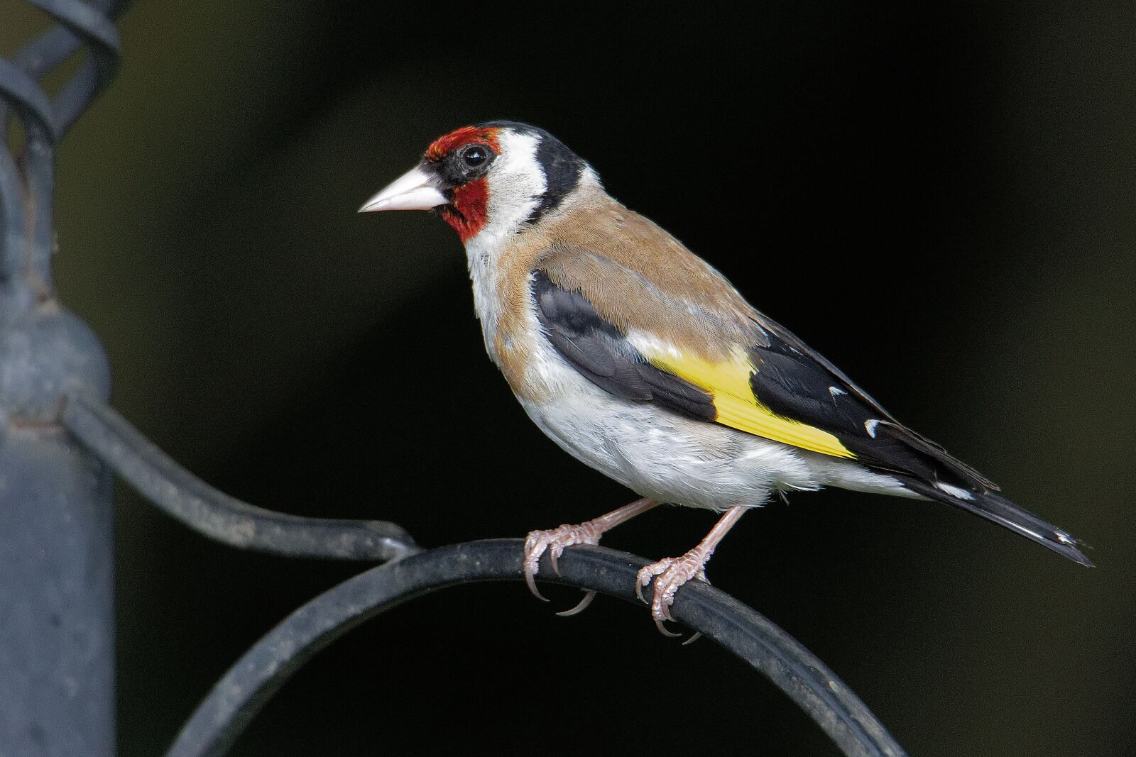 Canon EOS 7D Mark II sample photo. Goldfinch, wildlife, bird photography