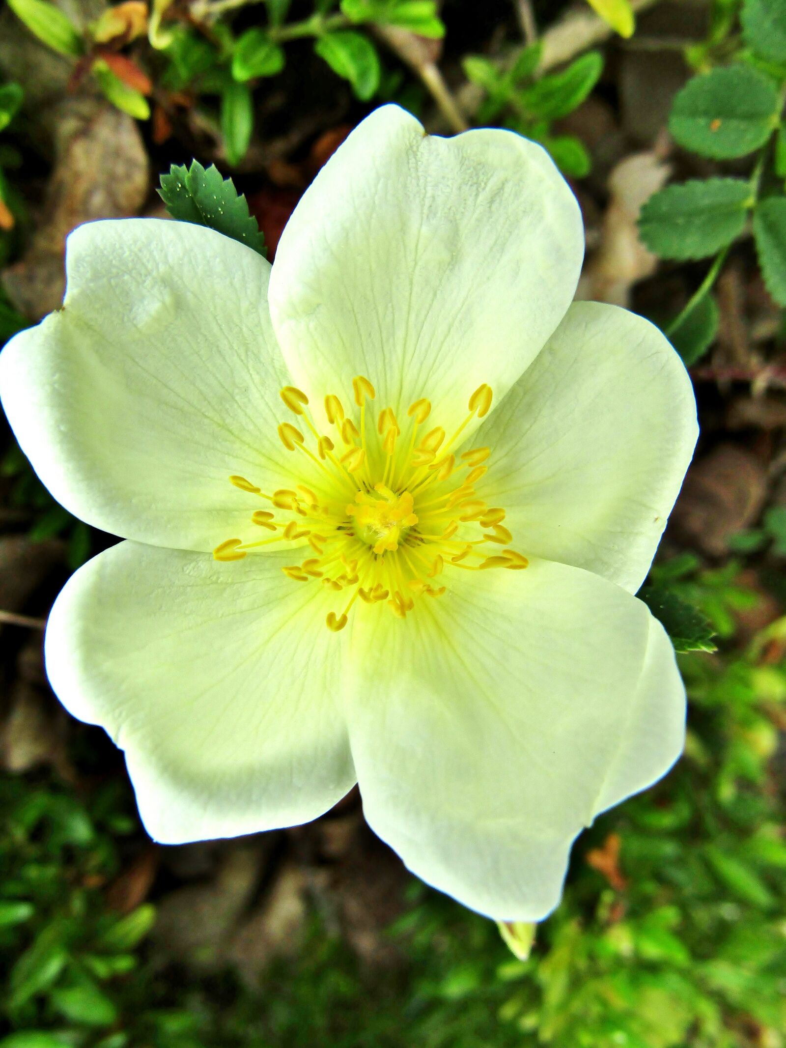 Canon POWERSHOT SX432 IS sample photo. Wild rose, burnet saxifrage photography