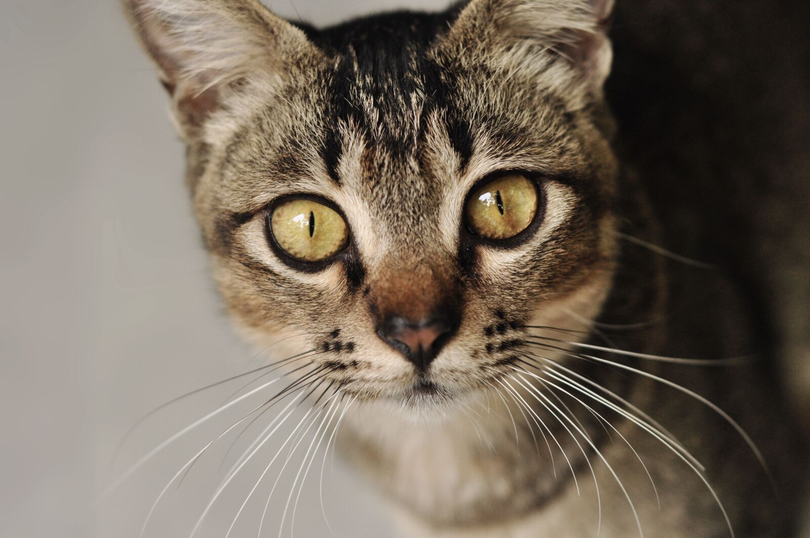 Nikon D90 sample photo. Pet, cat, kitten photography
