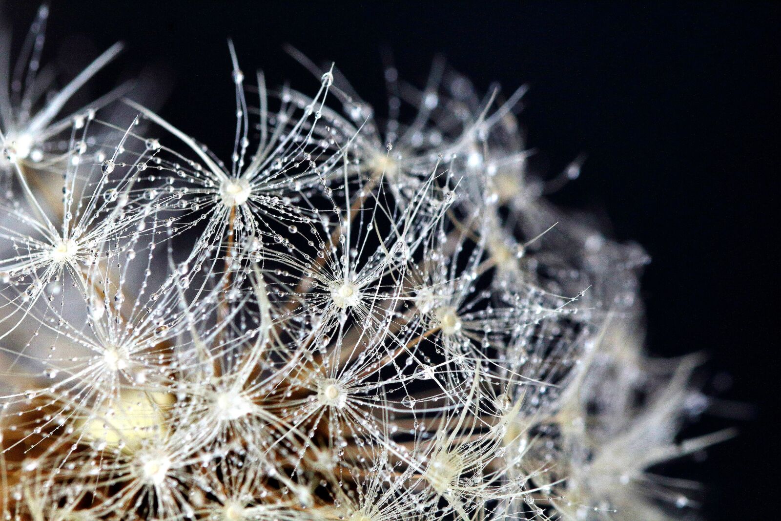 Canon EOS 1200D (EOS Rebel T5 / EOS Kiss X70 / EOS Hi) sample photo. Dandelion, raindrop, macro photography