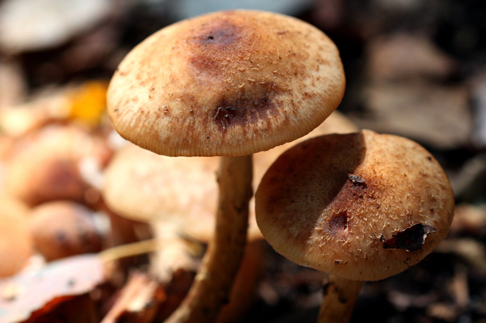 Canon EOS 450D (EOS Rebel XSi / EOS Kiss X2) sample photo. Mushrooms, forest, nature photography