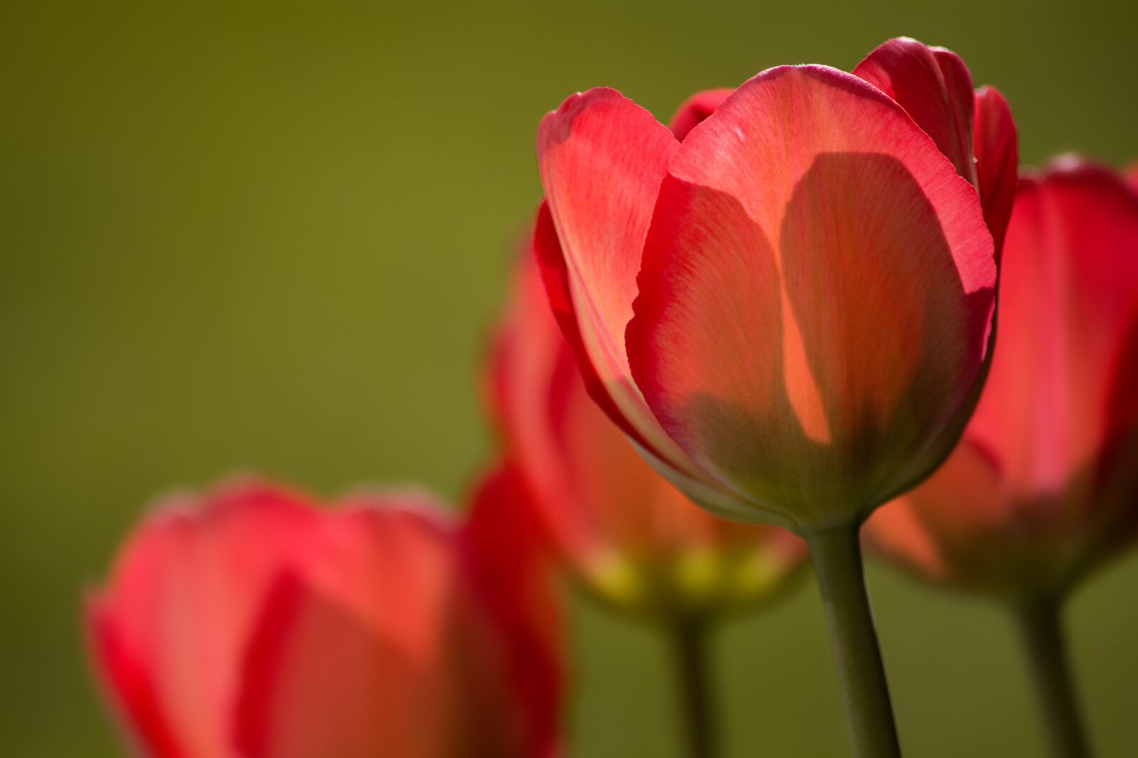 Nikon D7100 sample photo. Tulips, red, red tulips photography