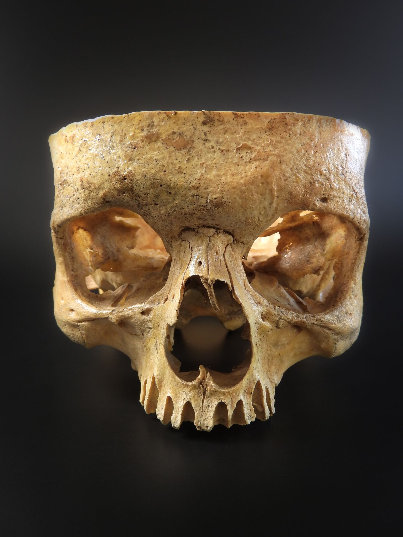 Nikon Coolpix P610 sample photo. Skull, human skull, exhibit photography