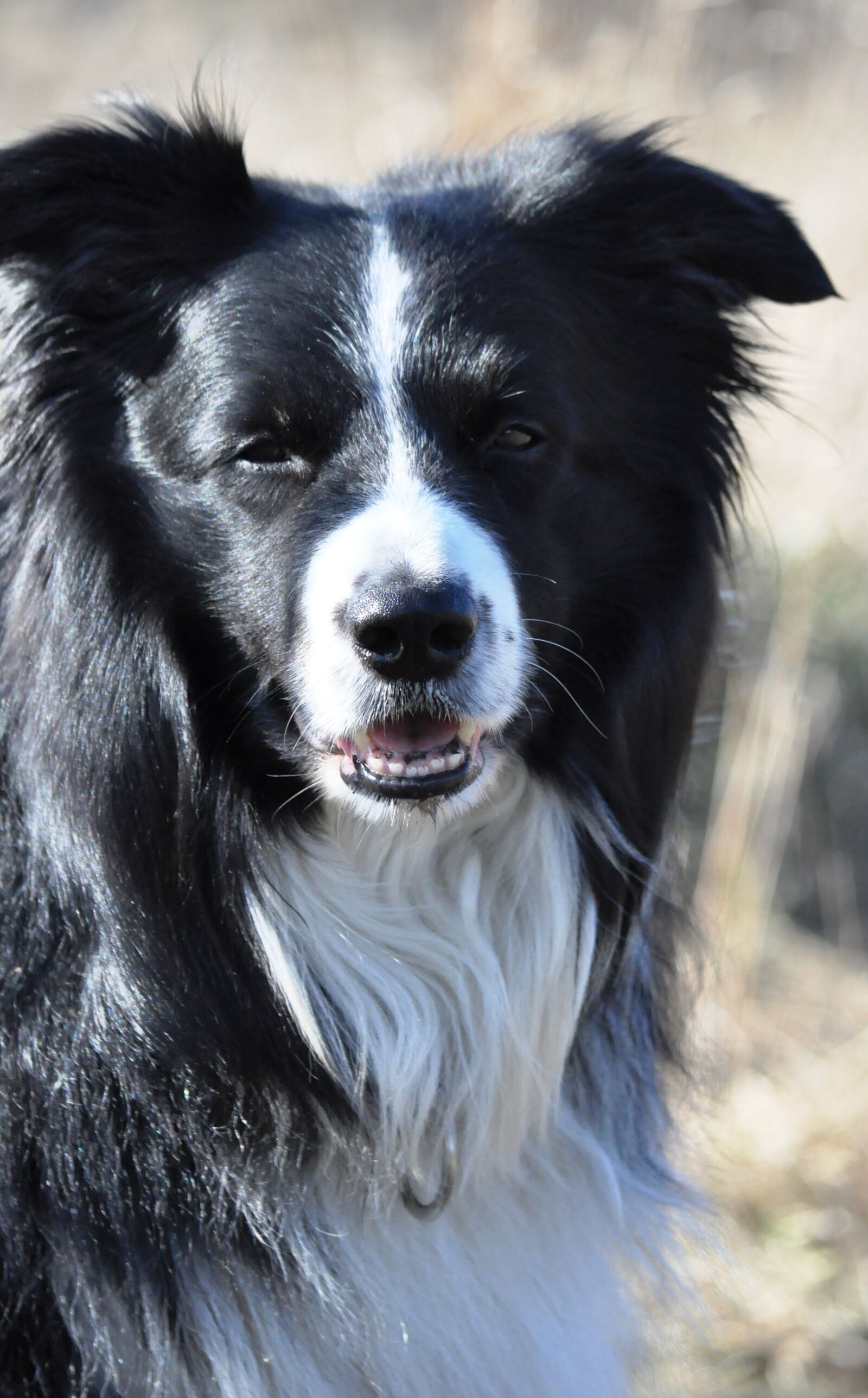 Nikon D90 sample photo. Border, kynoterapia, it is photography