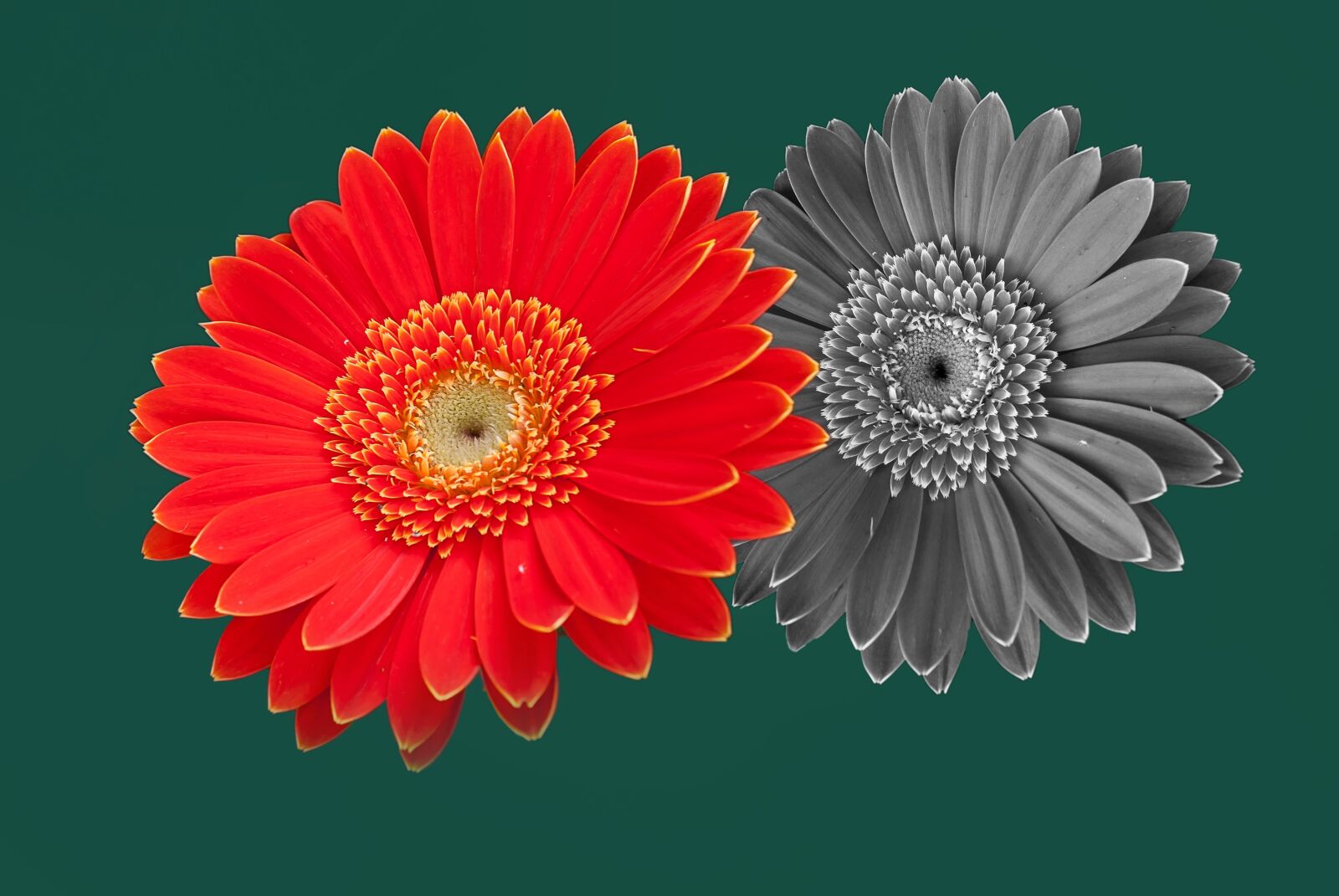 Nikon D3000 sample photo. Gerbera, color, garden photography