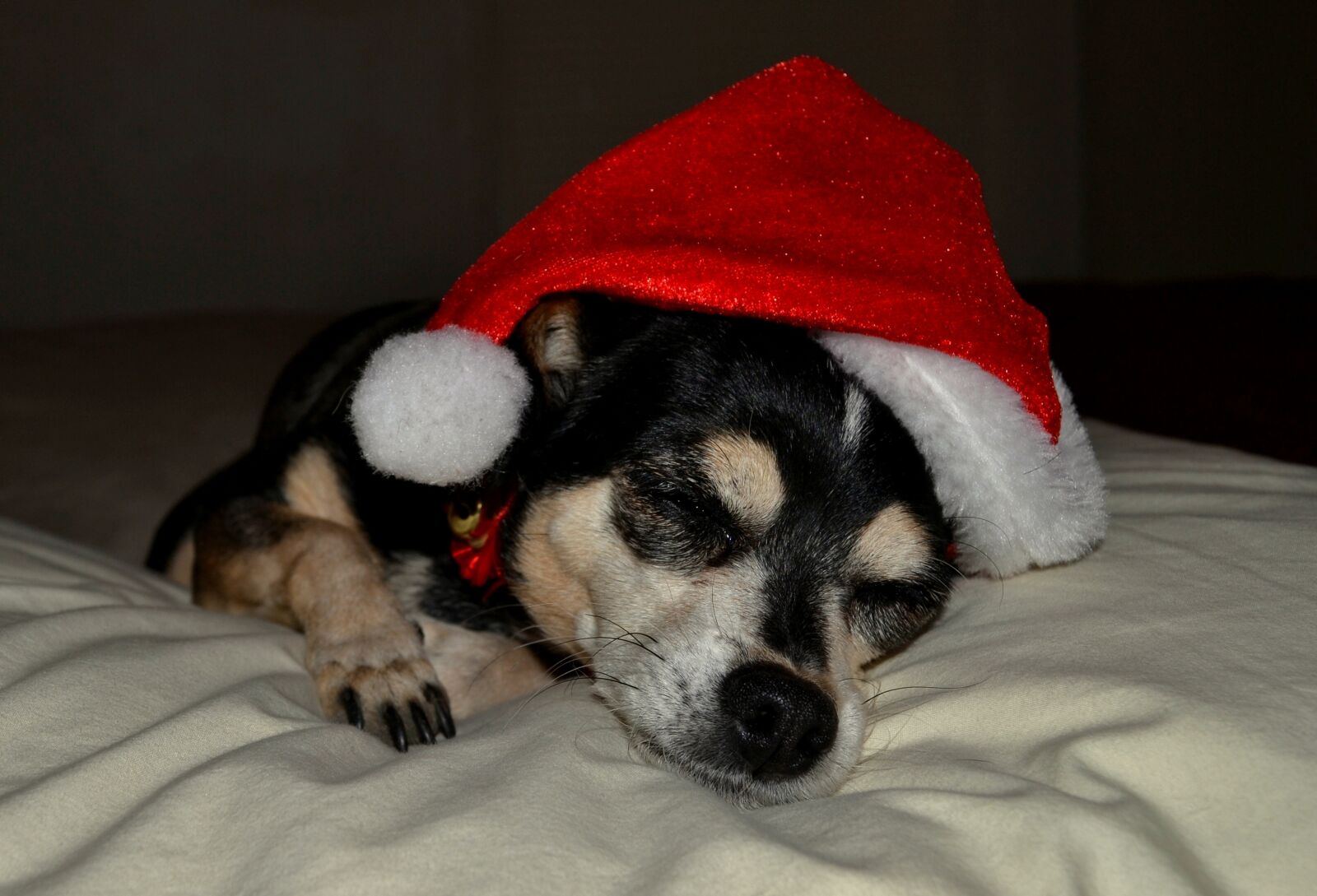 Nikon D3100 sample photo. Santa claus, dog, christmas photography