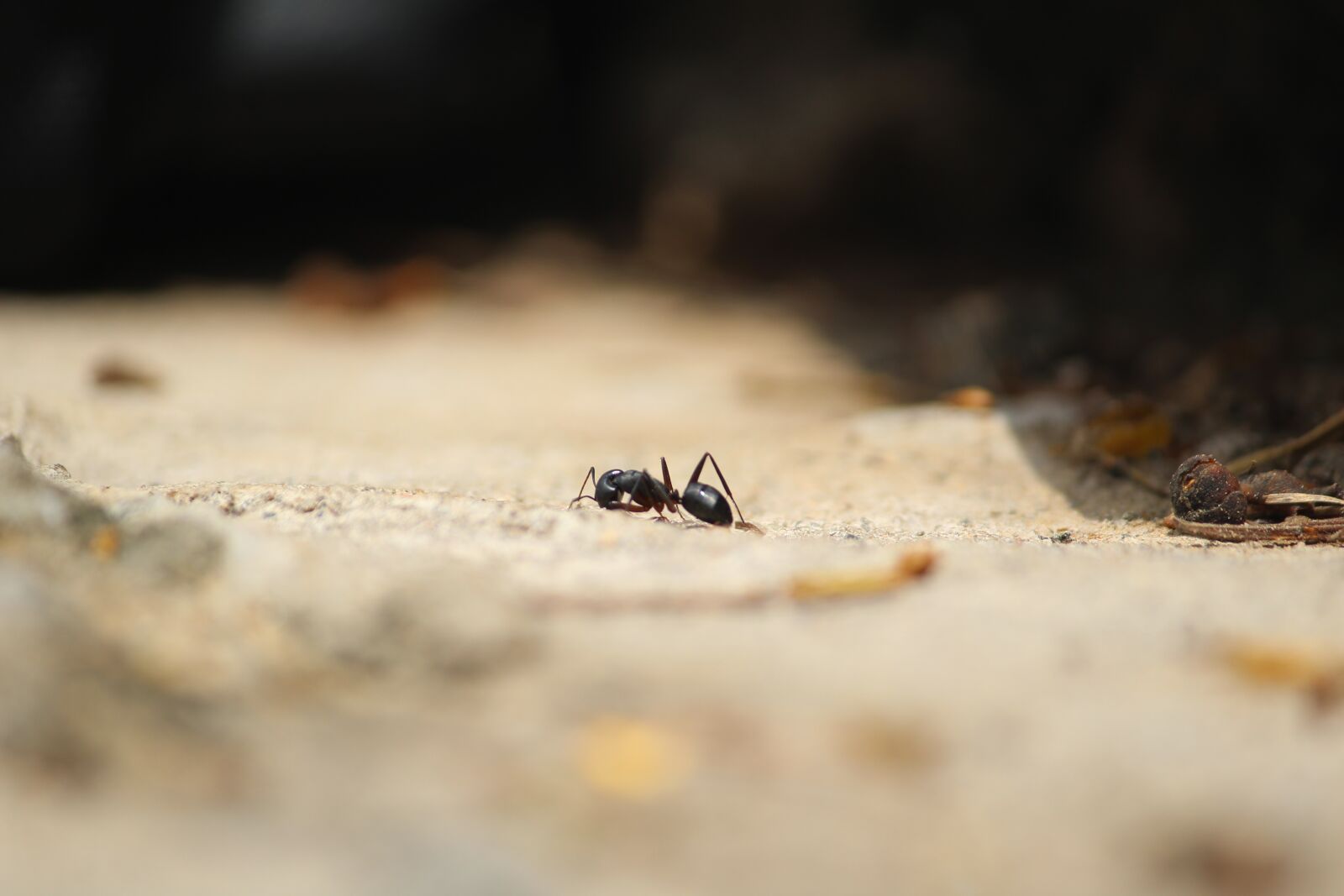 Canon EOS 1200D (EOS Rebel T5 / EOS Kiss X70 / EOS Hi) sample photo. Formicidae, ant, common ant photography