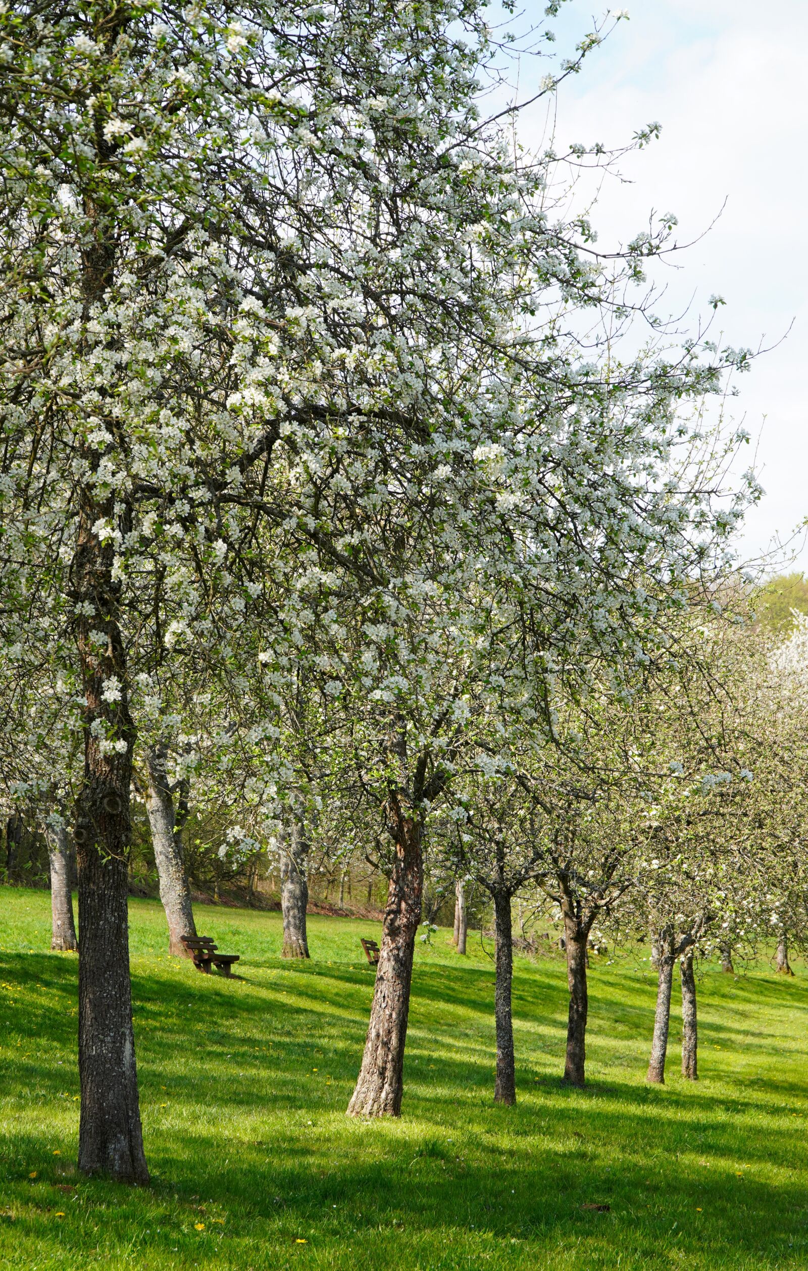 Sony E PZ 18-105mm F4 G OSS sample photo. Trees, blossom, bloom photography