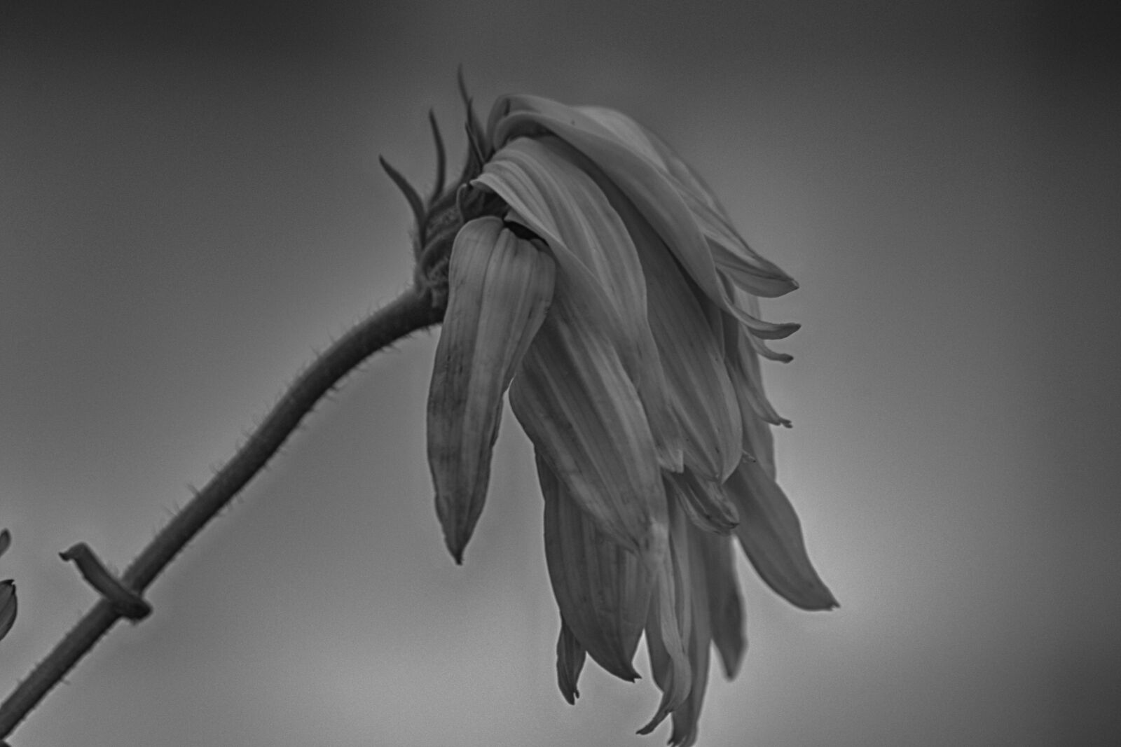 Nikon D3100 sample photo. Blossom, bloom, black white photography
