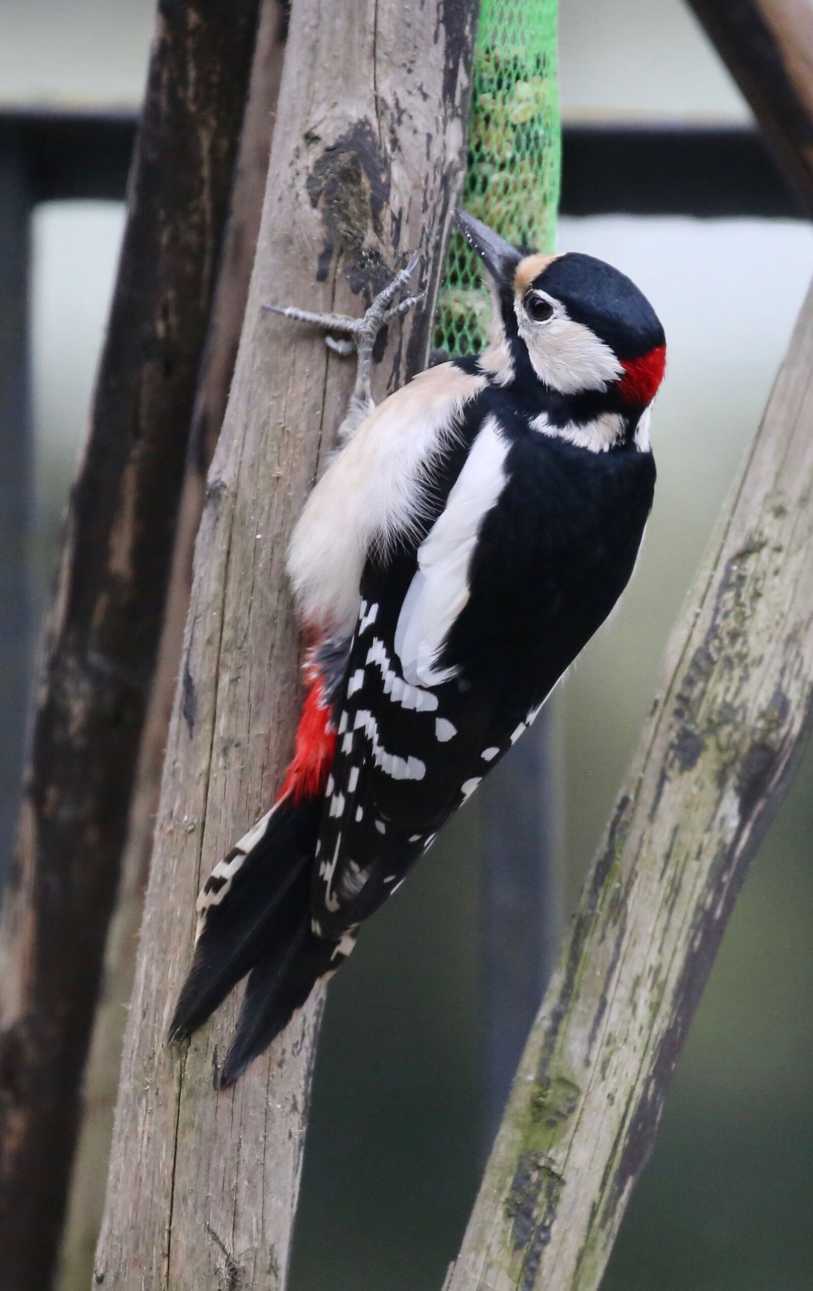 Canon EOS 5D Mark III sample photo. Nature, animals, birds photography